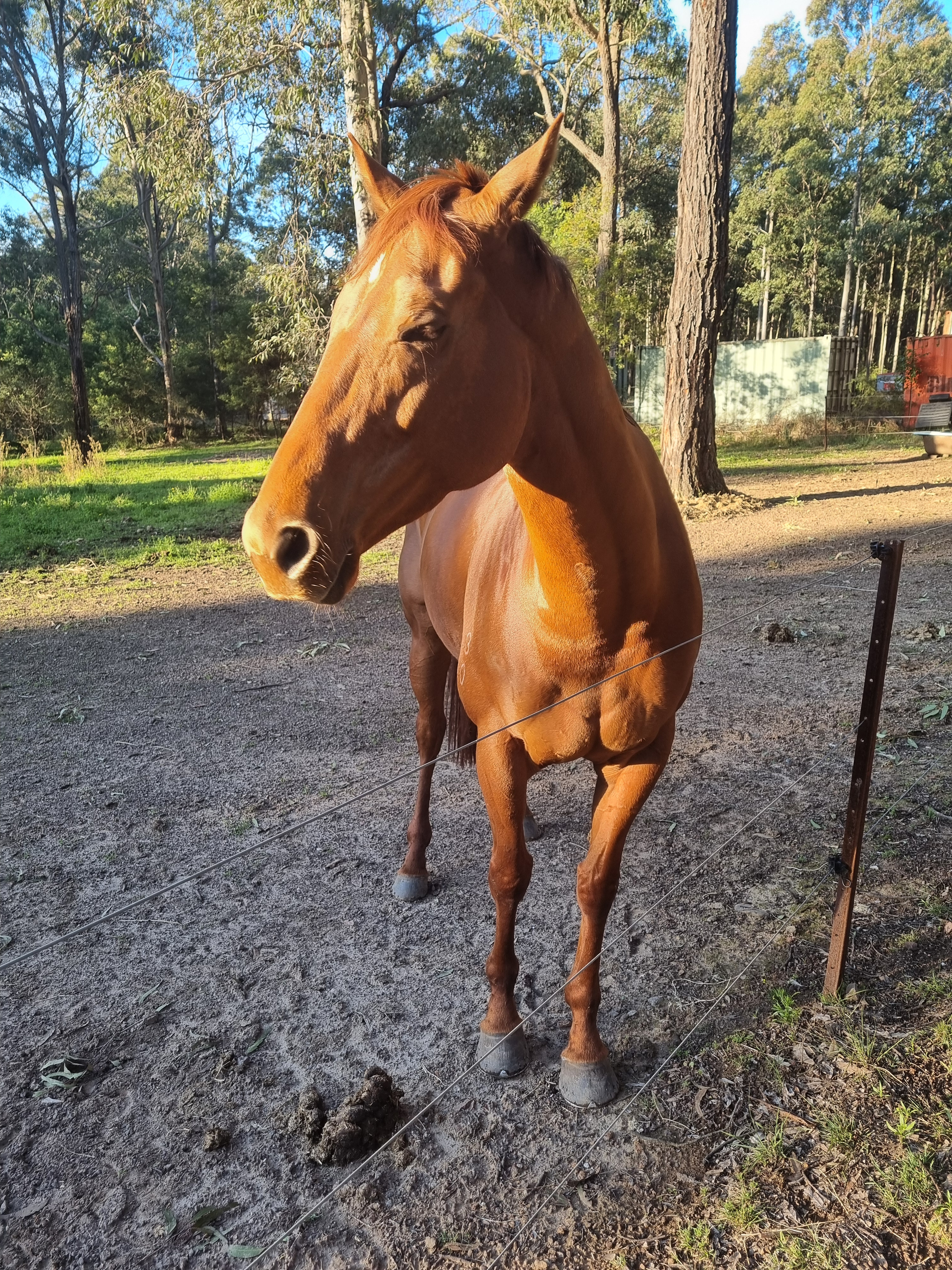 Second Stride Sanctury- Racehorse Rescue campaign photo, 6 of 8