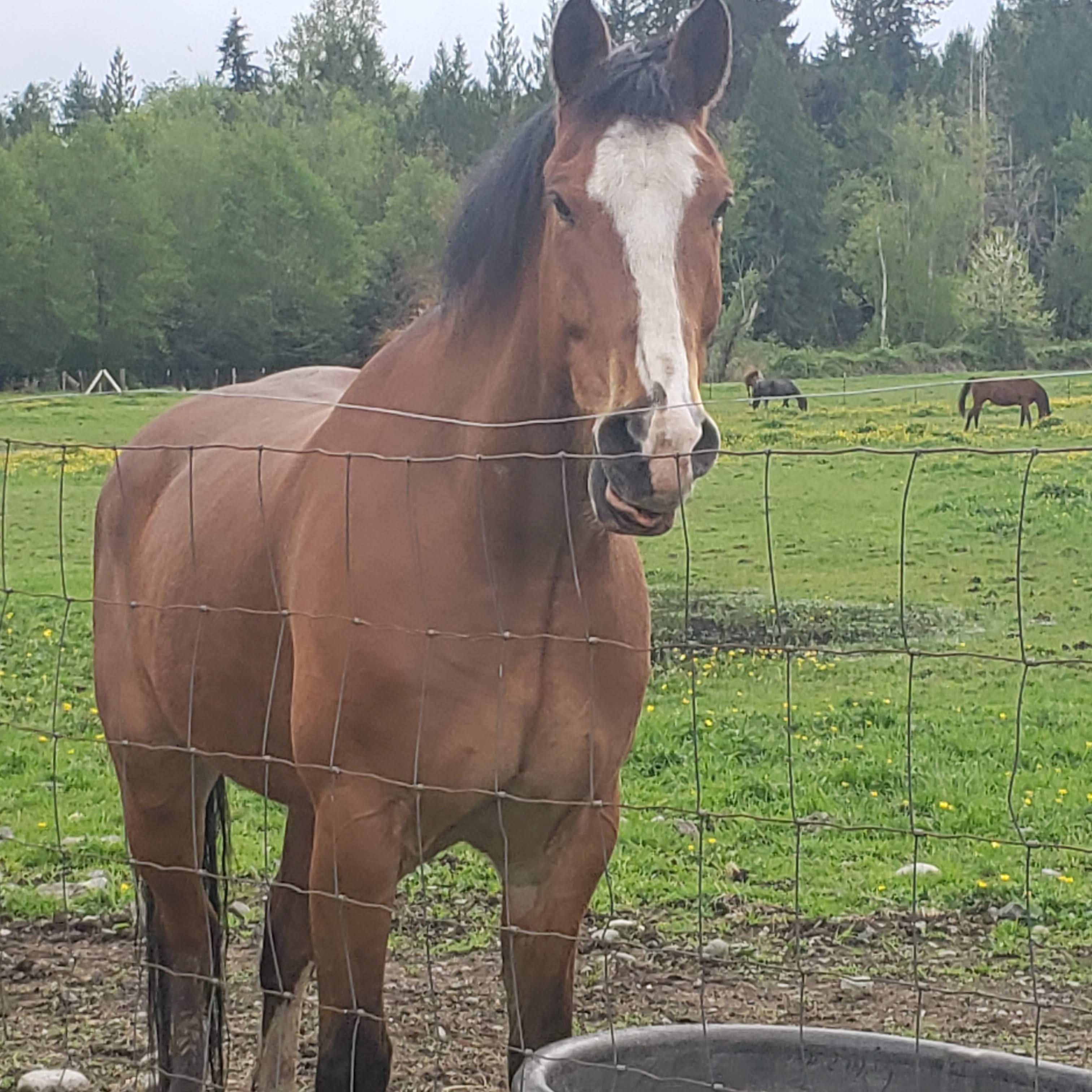 Support Braids2Manes: Safe Haven for Healing with Horses campaign photo, 5 of 8