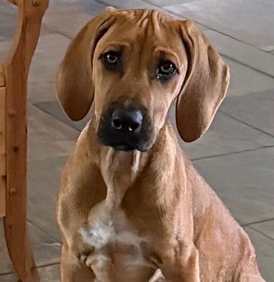 Hilferuf für Ilvy – eine tapfere kleine Ridgeback-Dame campaign photo, 7 of 8