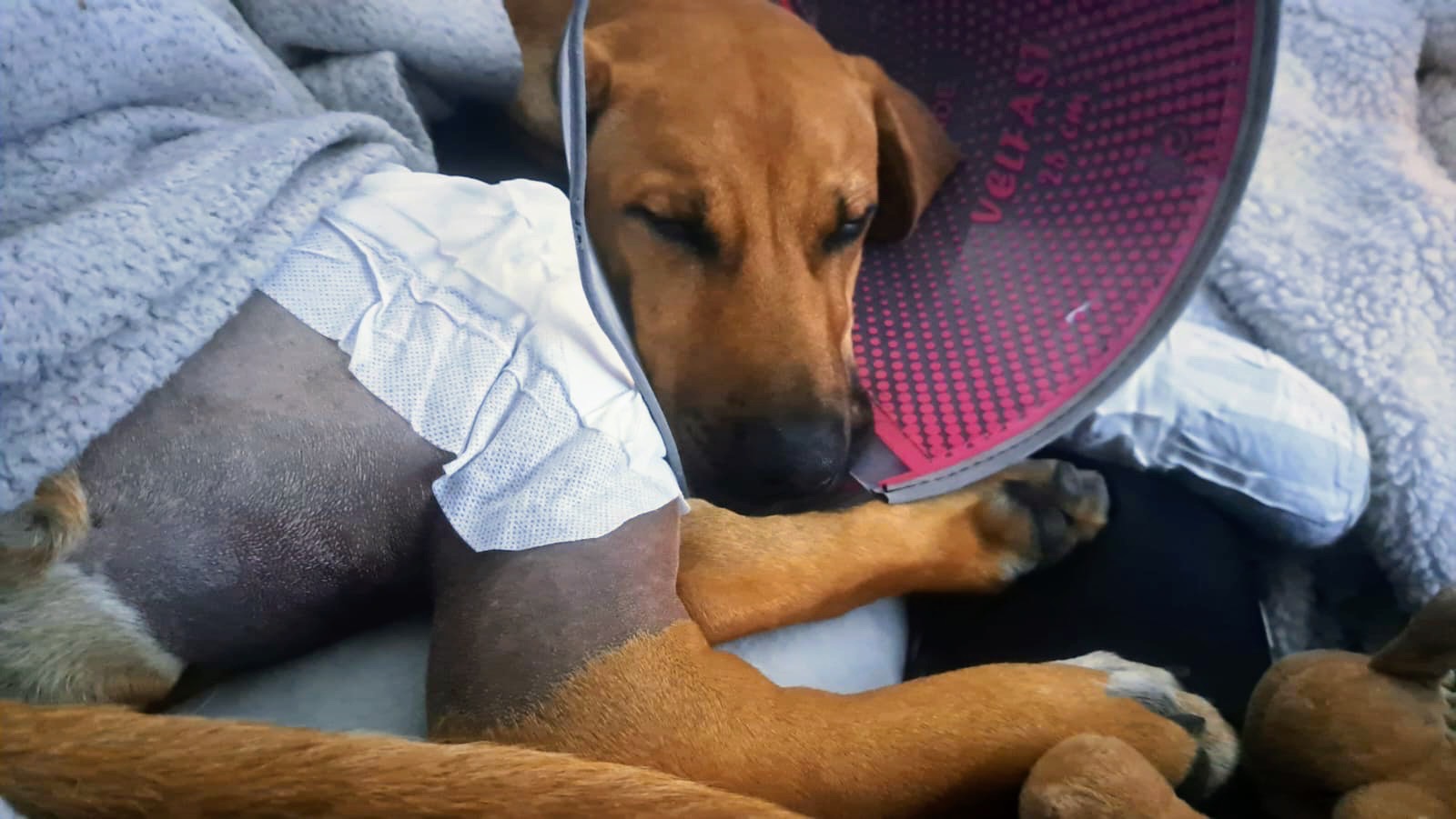 Hilferuf für Ilvy – eine tapfere kleine Ridgeback-Dame campaign photo, 4 of 8