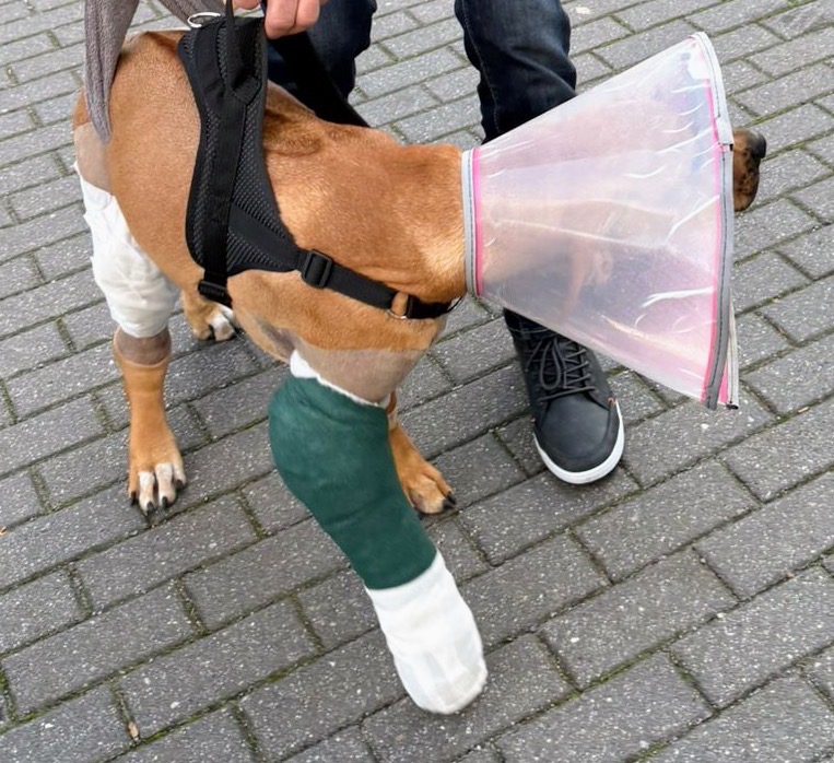 Hilferuf für Ilvy – eine tapfere kleine Ridgeback-Dame campaign photo, 5 of 8