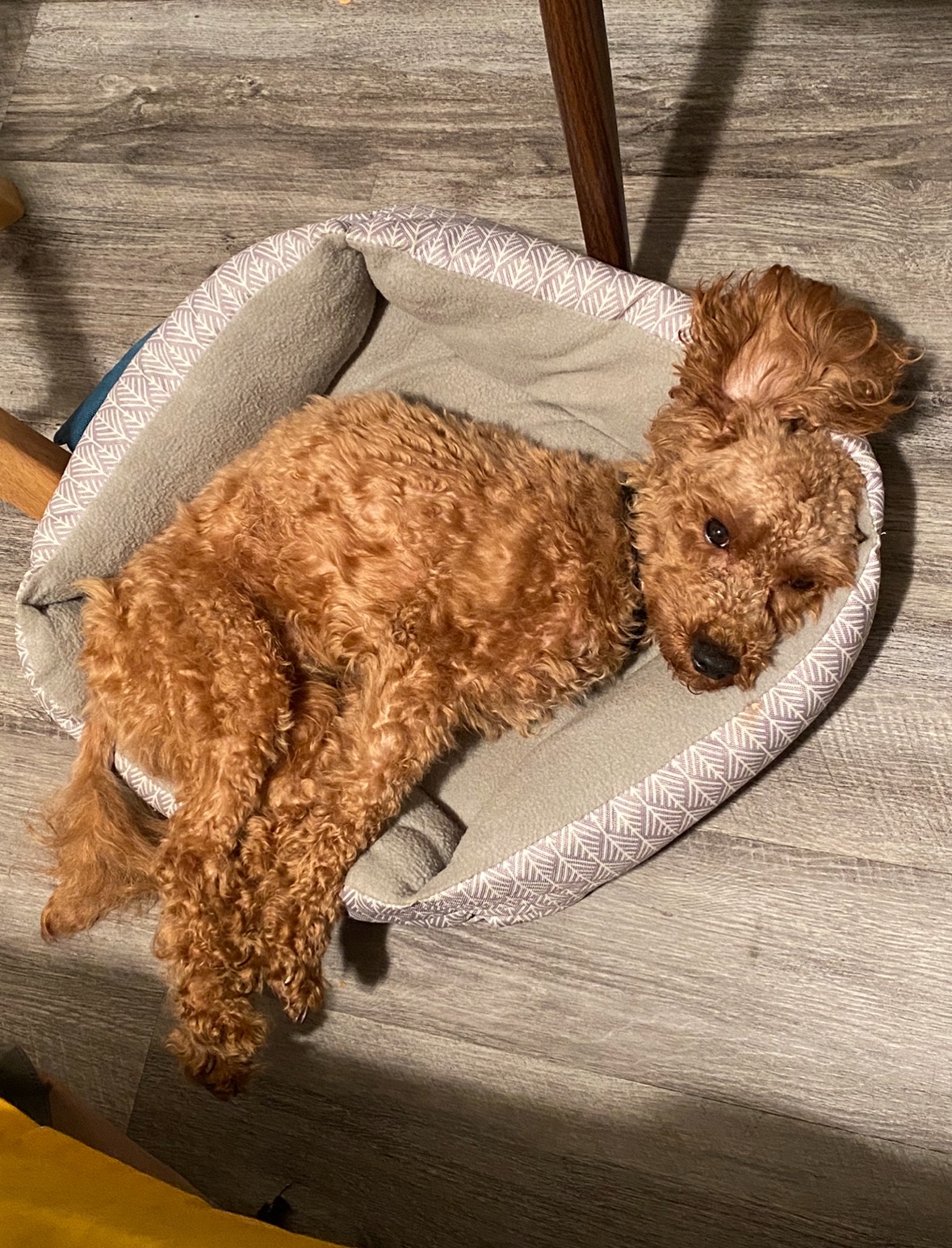 Save Beau: Urgent Help Needed for Surgery campaign photo, 2 of 7