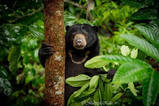 Help Lola make a difference in Borneo 2027 campaign photo, 7 of 8