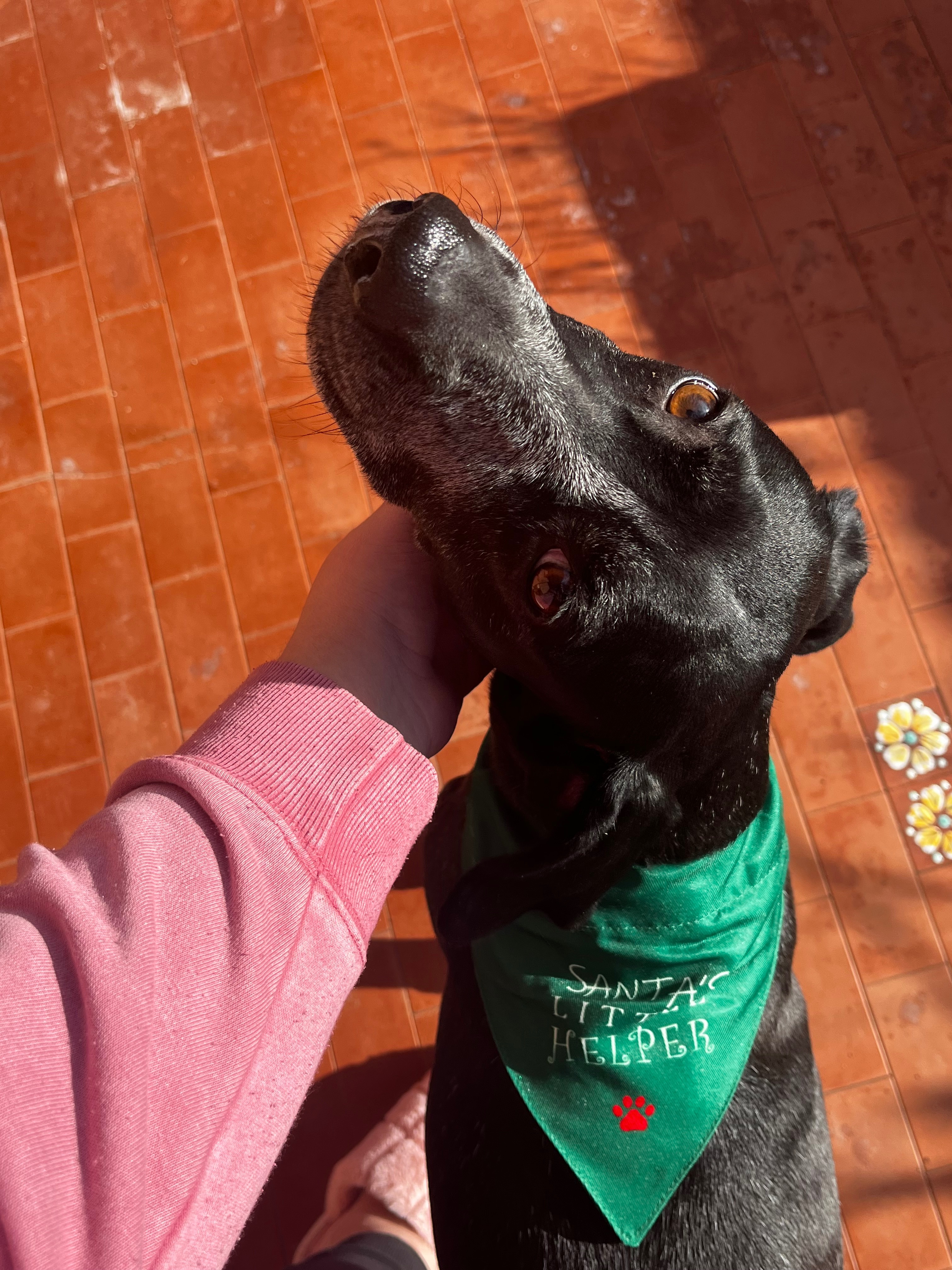 Dona per Petunia che combatte un tumore per la seconda volta campaign photo, 7 of 8