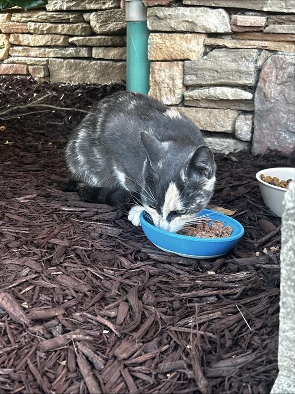 Help Halton's Kitty Get Spayed and Vaccinated campaign photo, 2 of 6