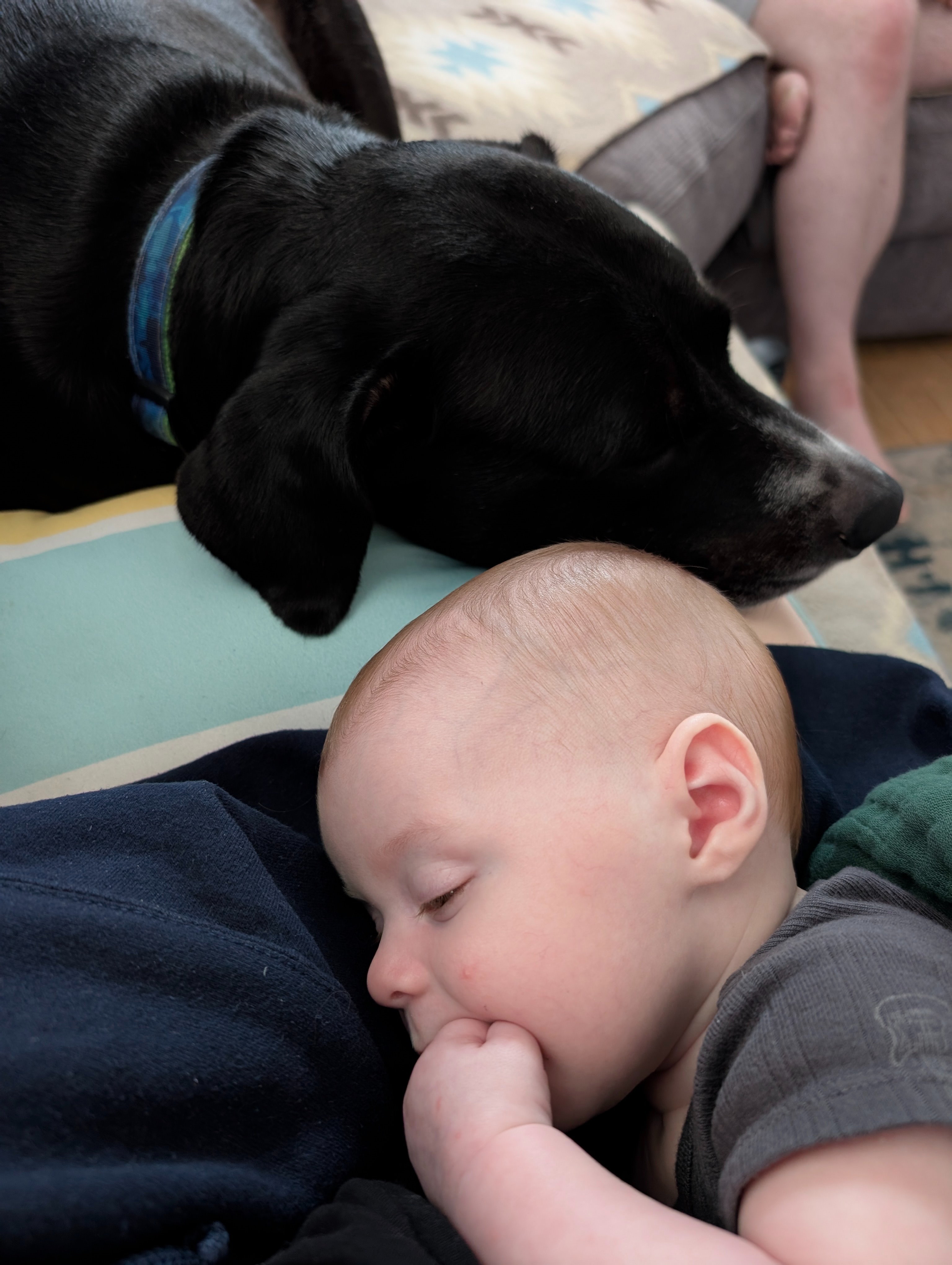Help Bud Bud Walk Again: Urgent Surgery Needed campaign photo, 2 of 7