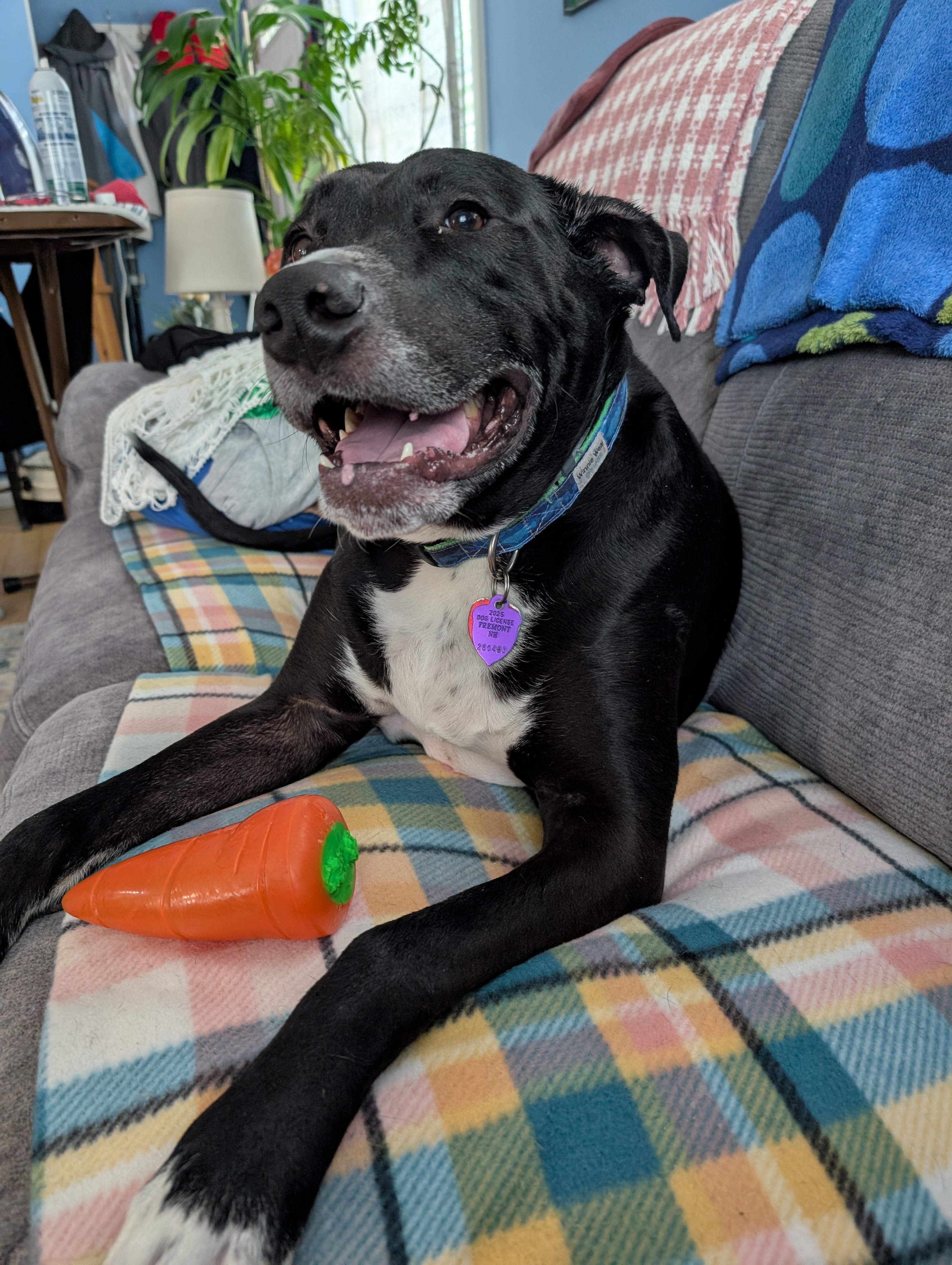 Help Bud Bud Walk Again: Urgent Surgery Needed campaign photo, 5 of 7