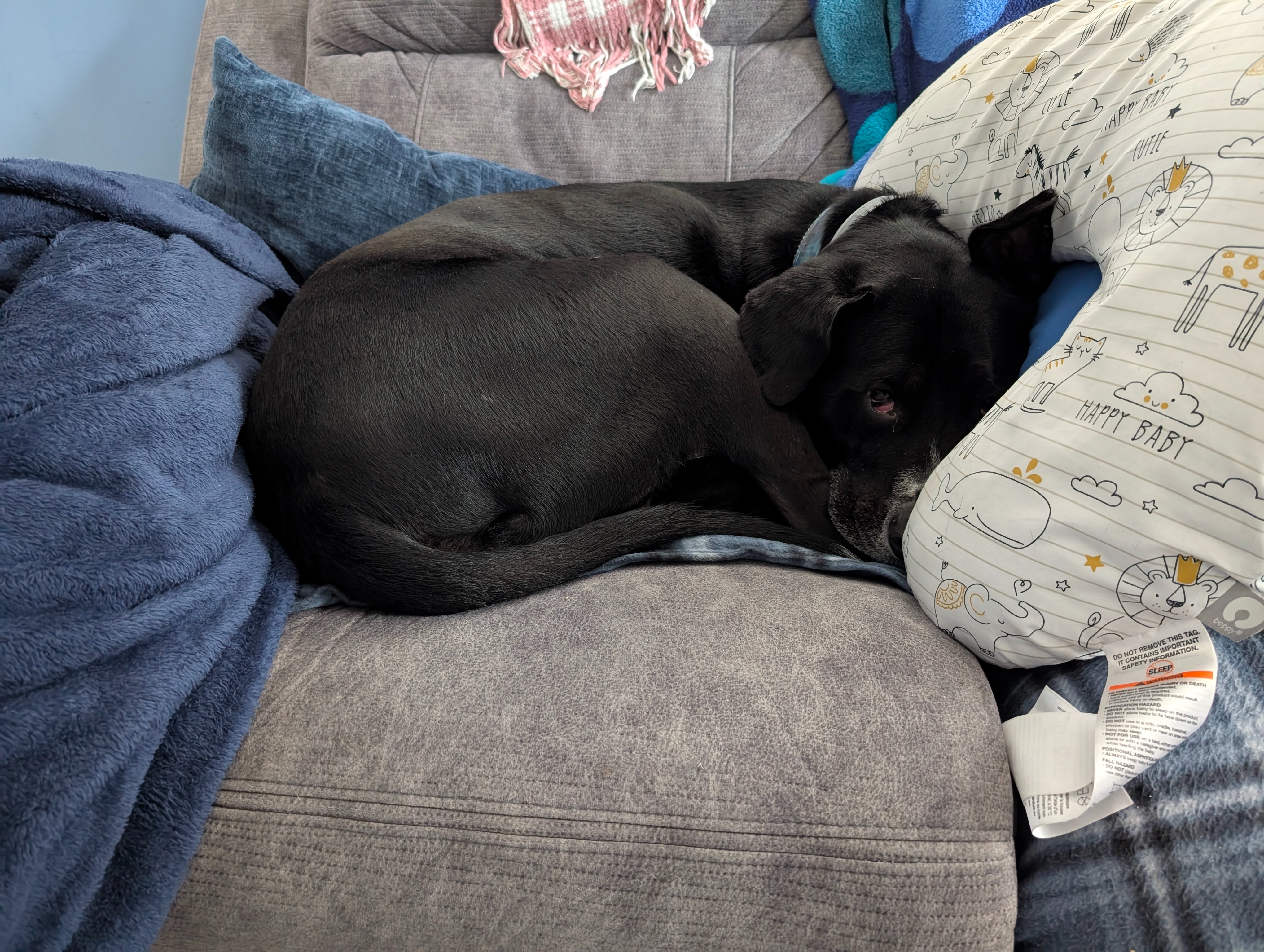 Help Bud Bud Walk Again: Urgent Surgery Needed campaign photo, 4 of 7
