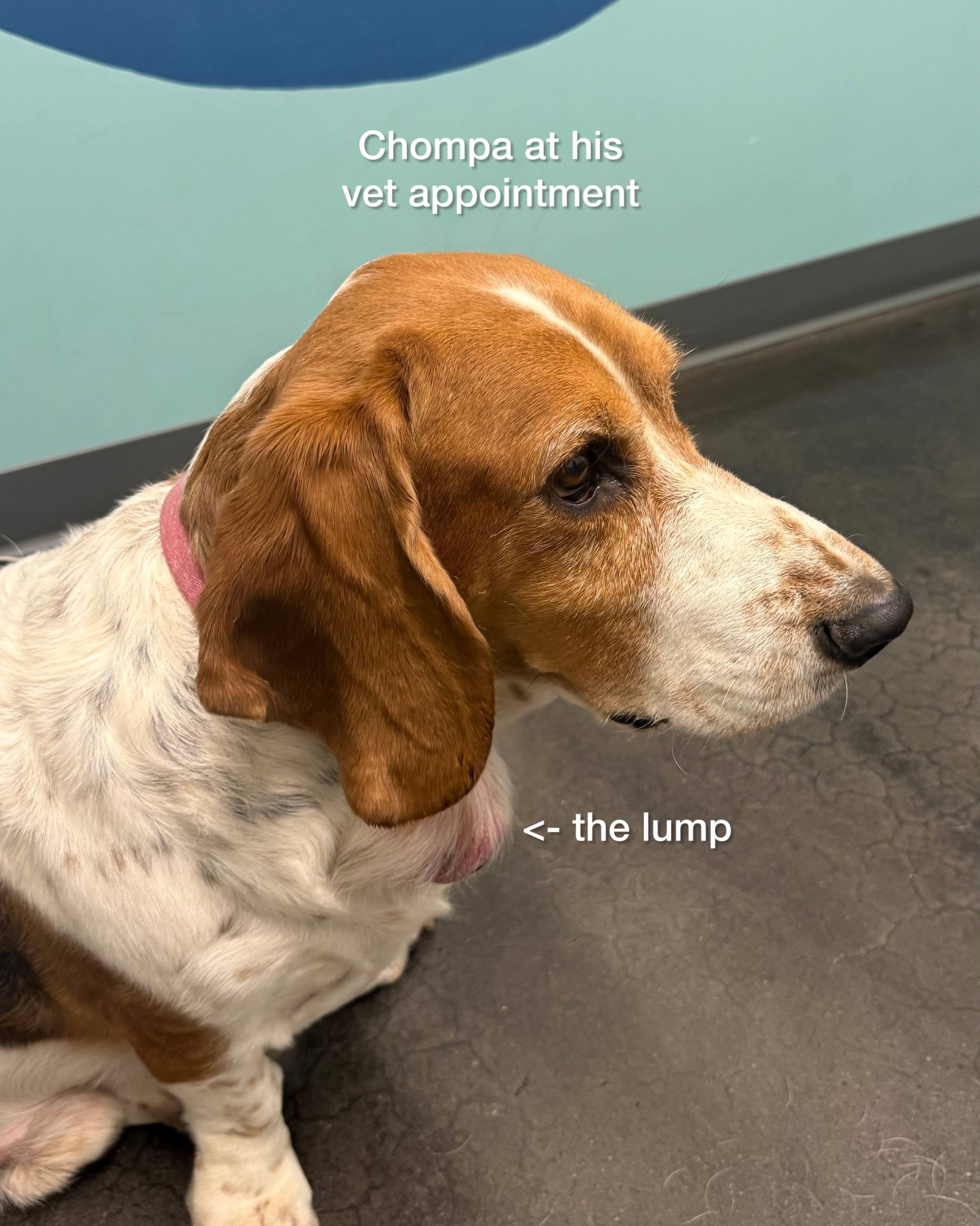 Help Support Chompa’s Mass Removal Surgery campaign photo, 4 of 5