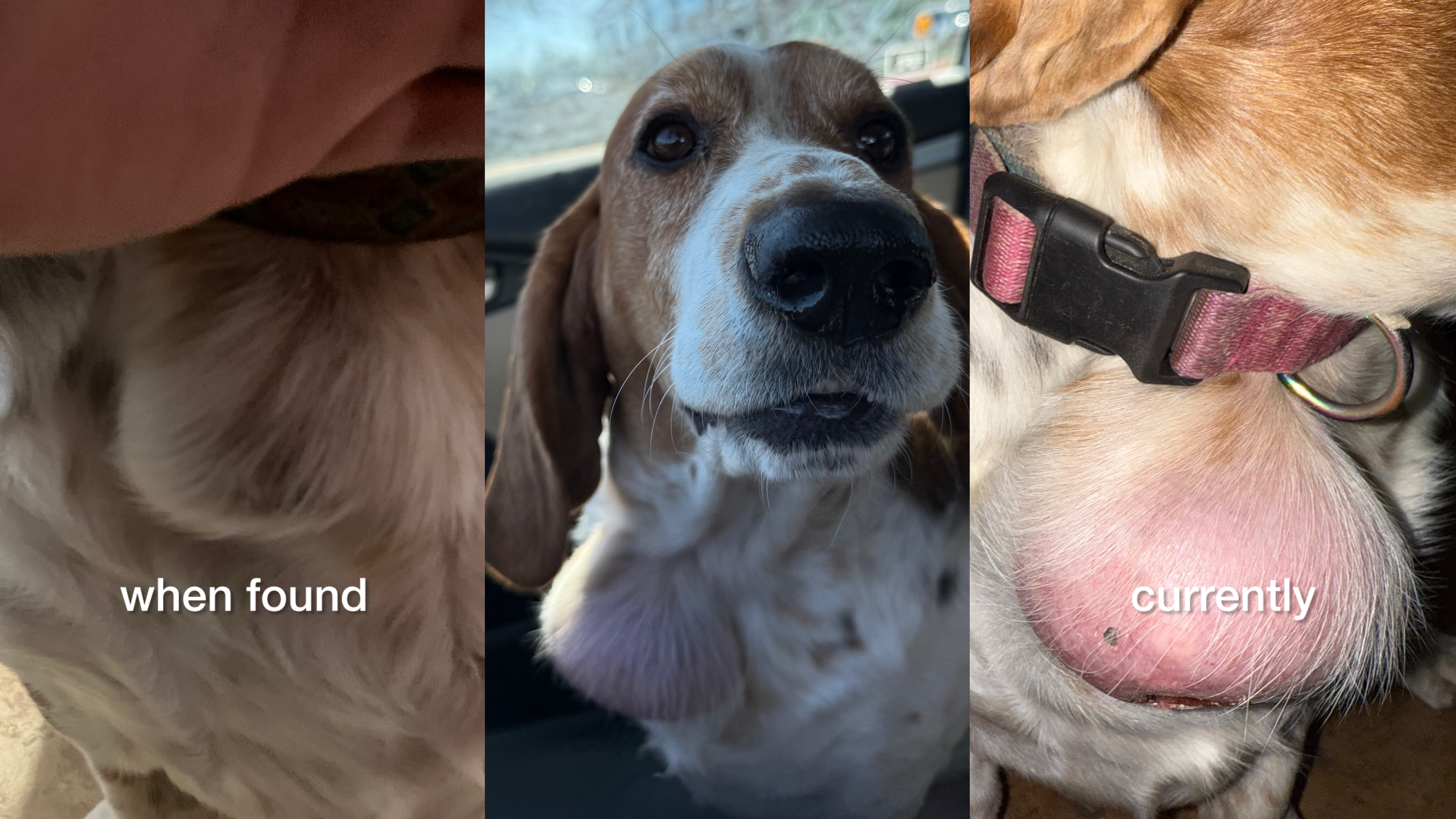 Help Support Chompa’s Mass Removal Surgery campaign photo, 2 of 5