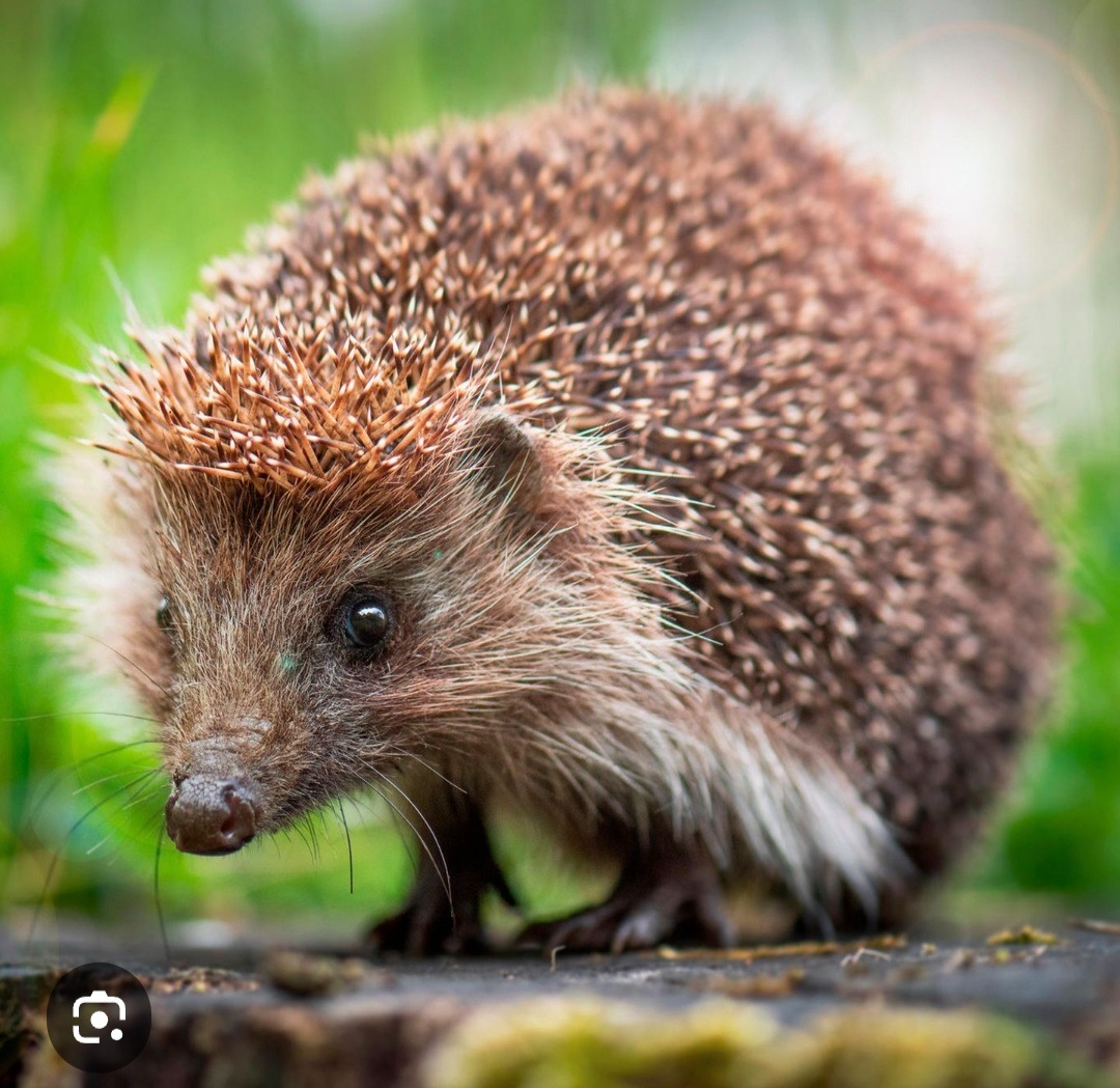 User-uploaded image 2