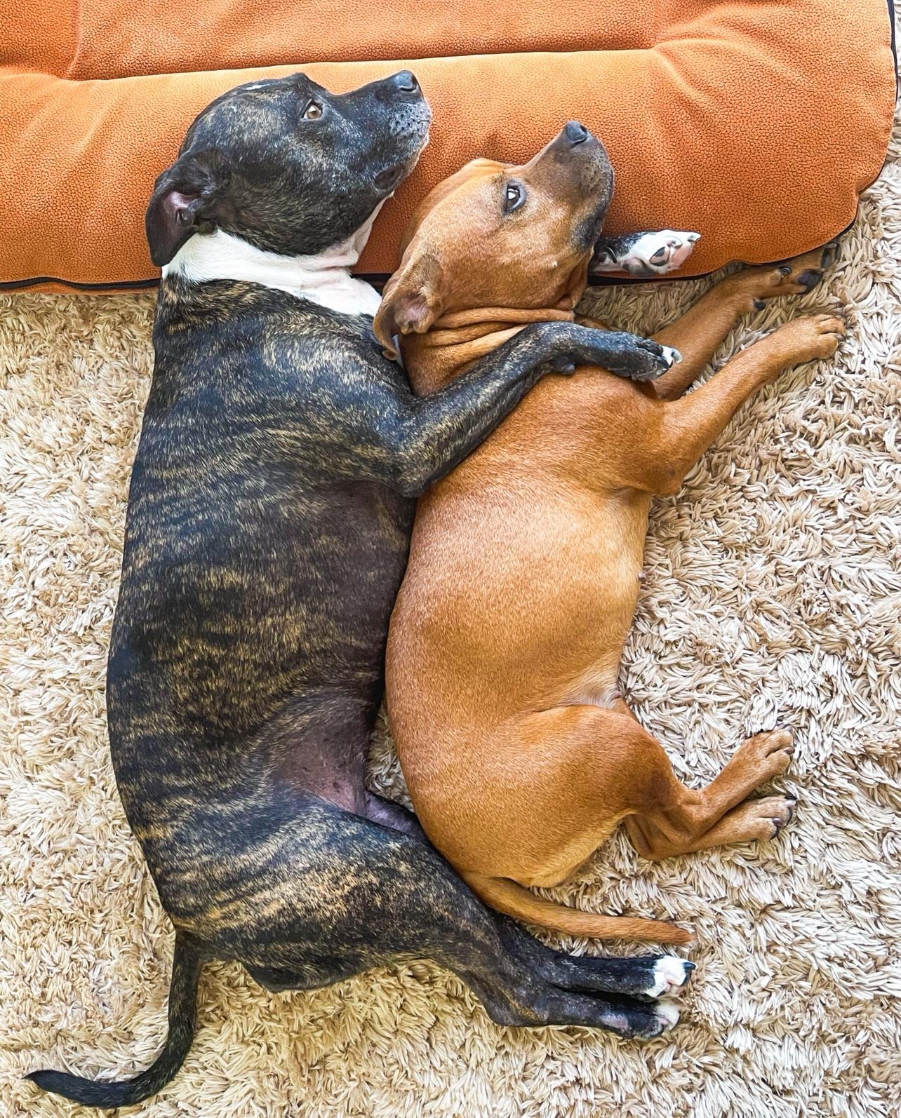 Bring Mia & Luna Home campaign photo, 7 of 8
