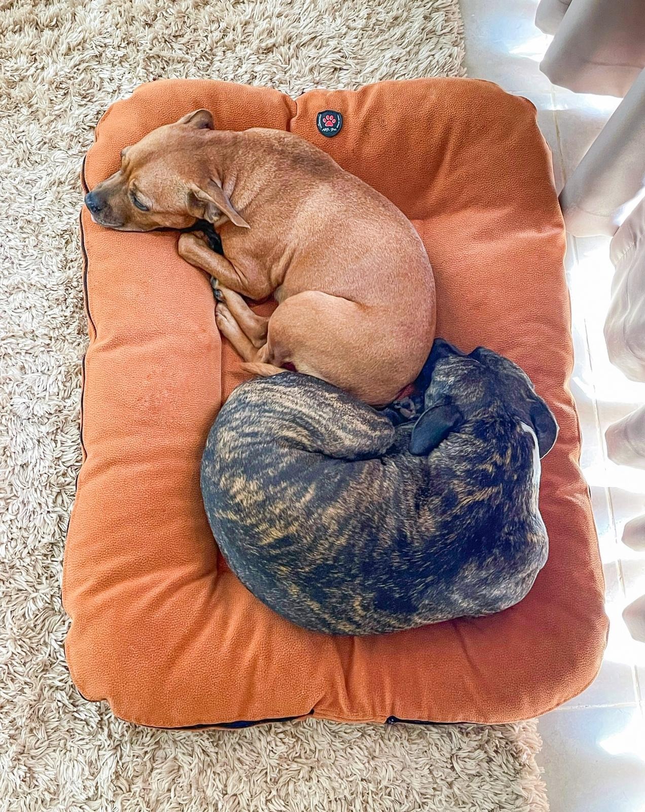Bring Mia & Luna Home campaign photo, 2 of 8
