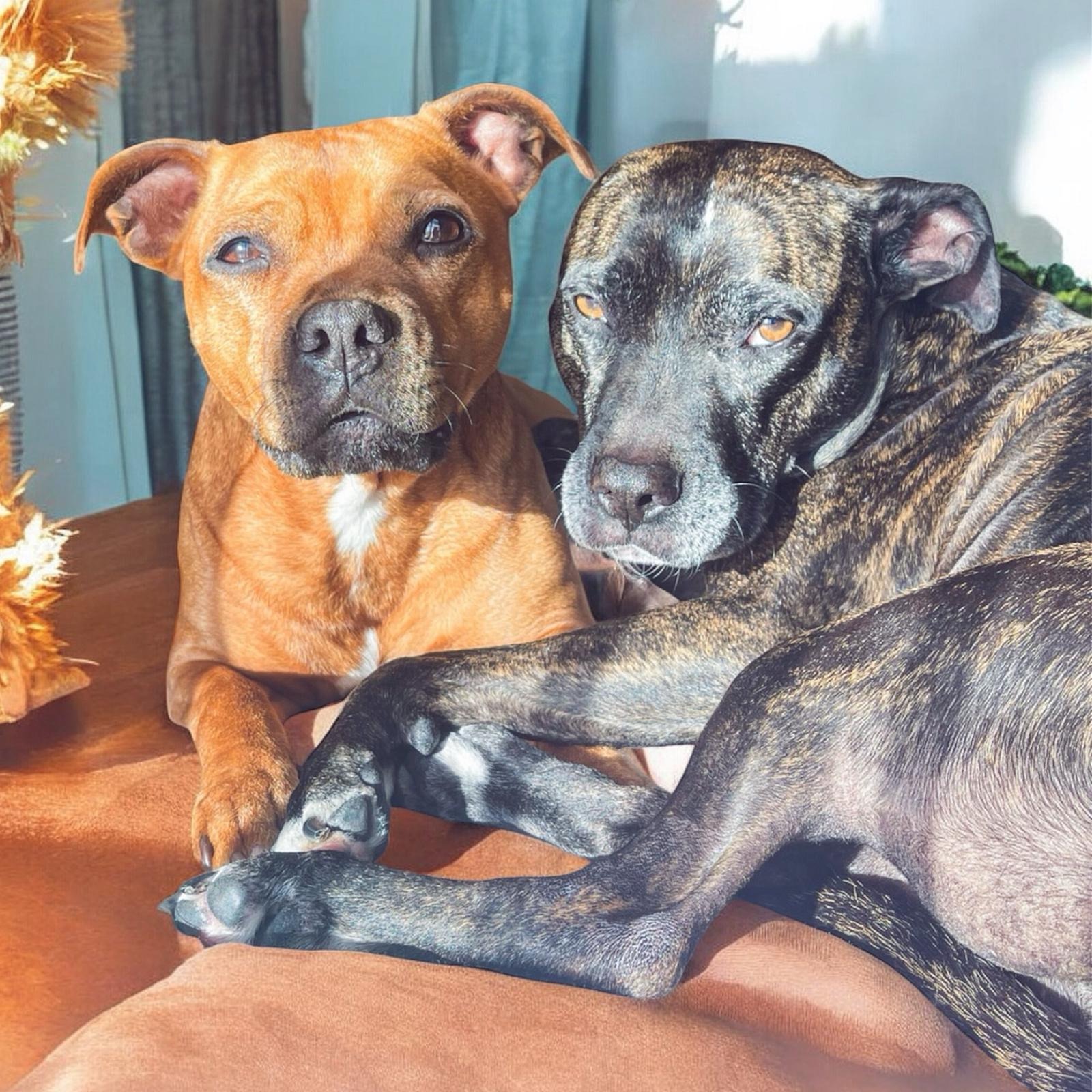 Bring Mia & Luna Home campaign photo, 4 of 8