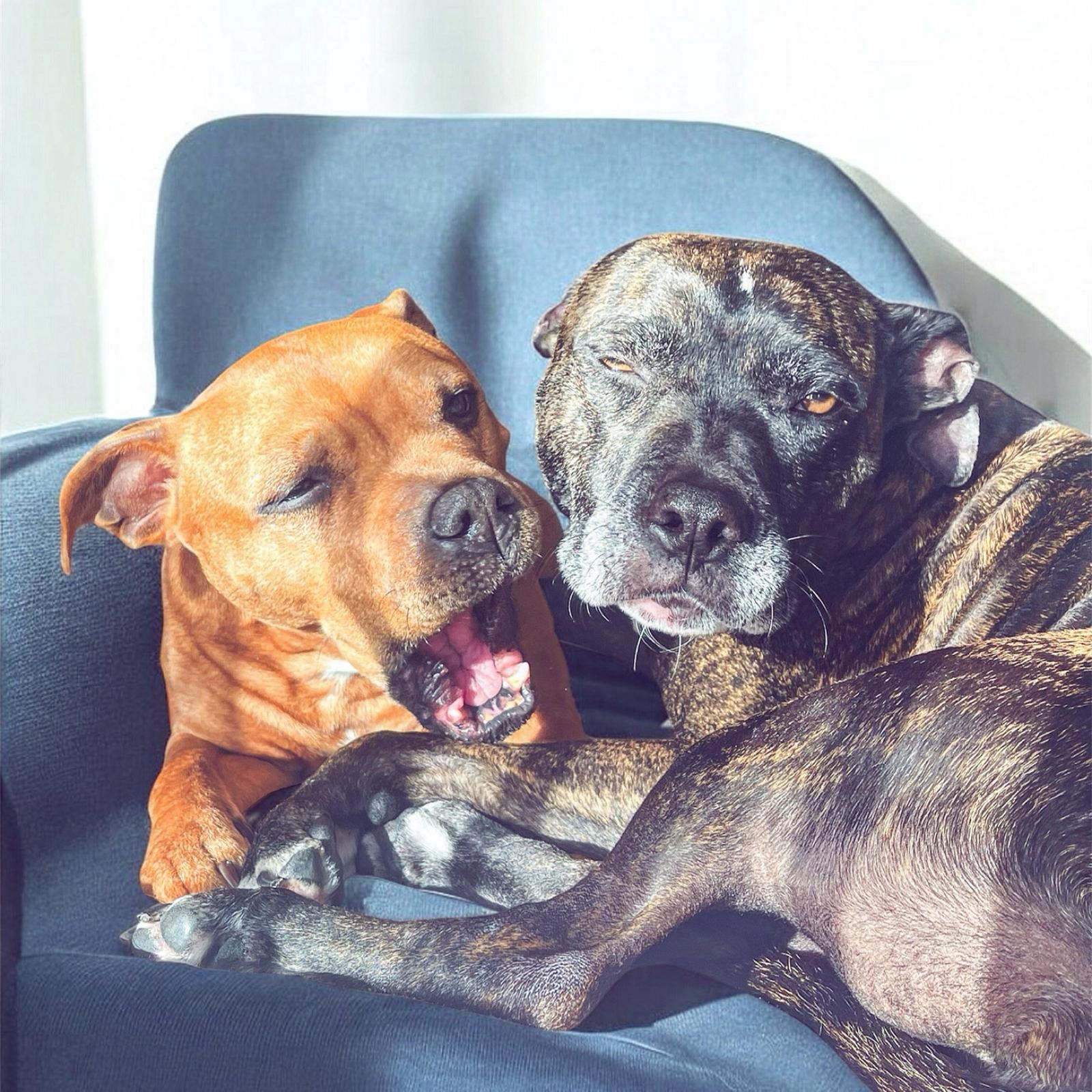 Bring Mia & Luna Home campaign photo, 5 of 8