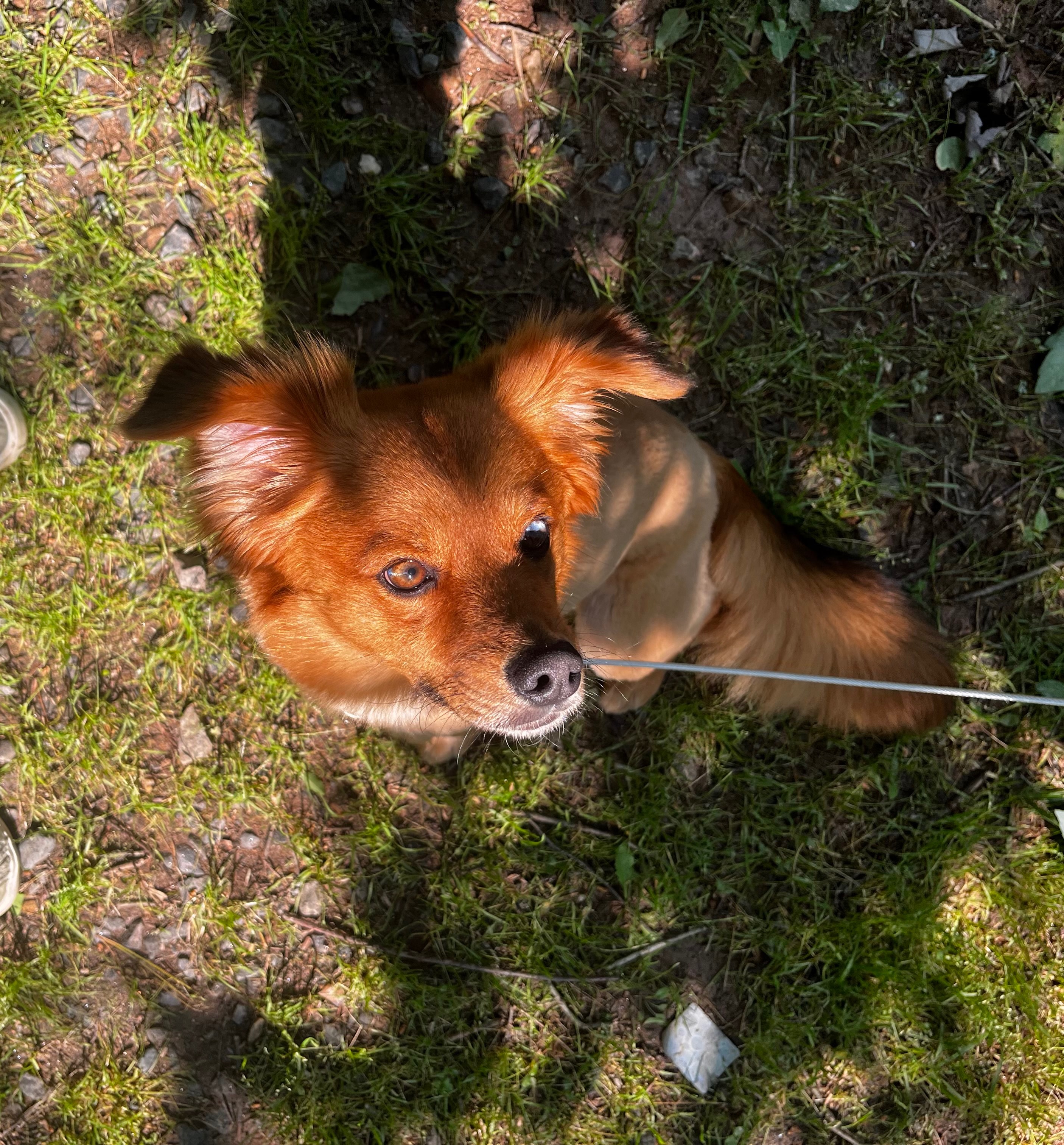 Save Lulubelle: Fight Against Parvo campaign photo, 2 of 5