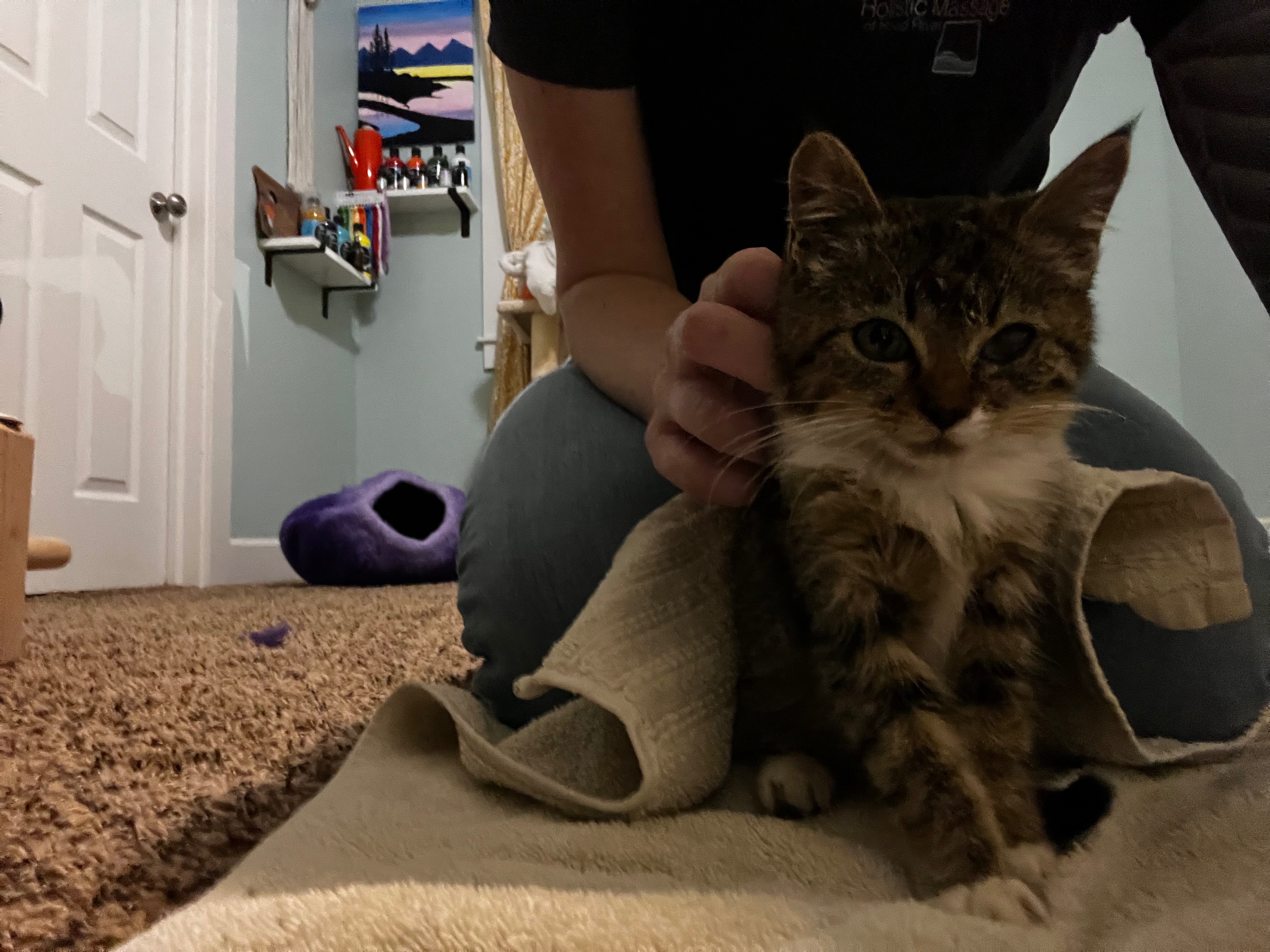 Support Catscade Locks Feline Rescue Efforts campaign photo, 5 of 7