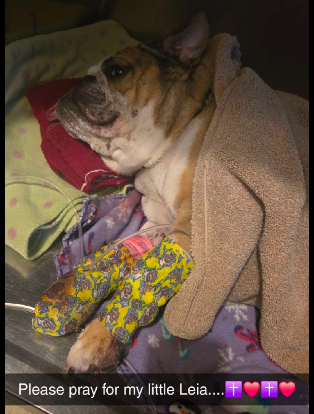 Support Leia's Healing and Local Humane Society campaign photo, 5 of 6