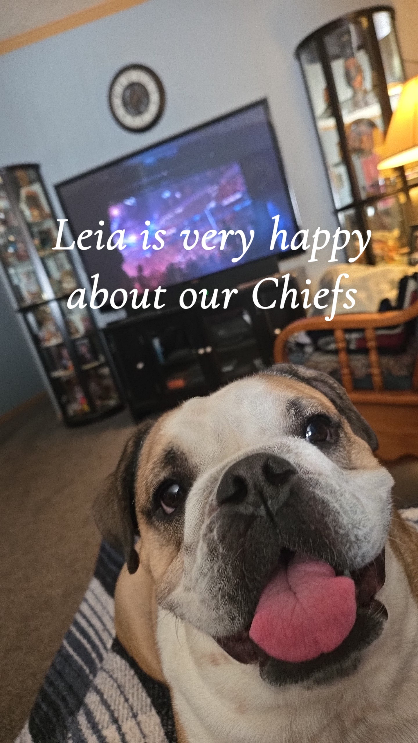 Support Leia's Healing and Local Humane Society campaign photo, 2 of 6