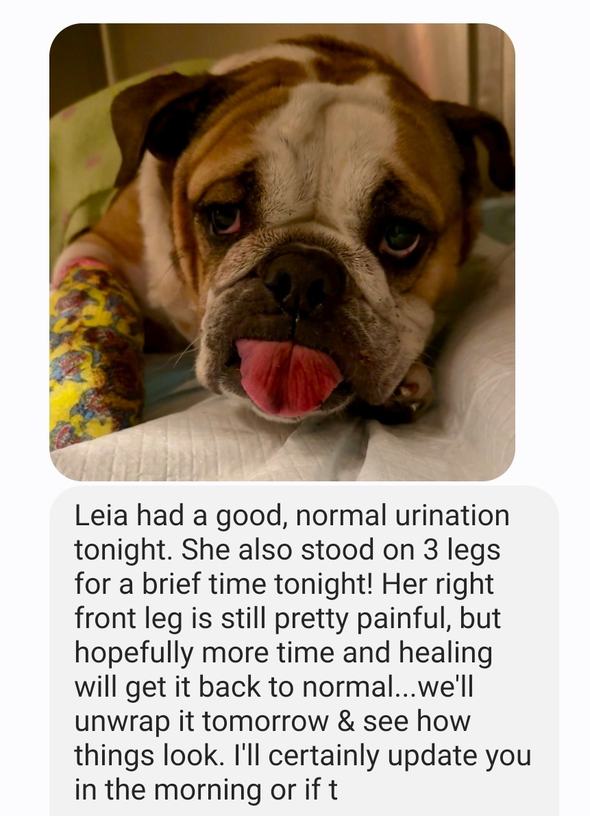 Support Leia's Healing and Local Humane Society campaign photo, 4 of 6