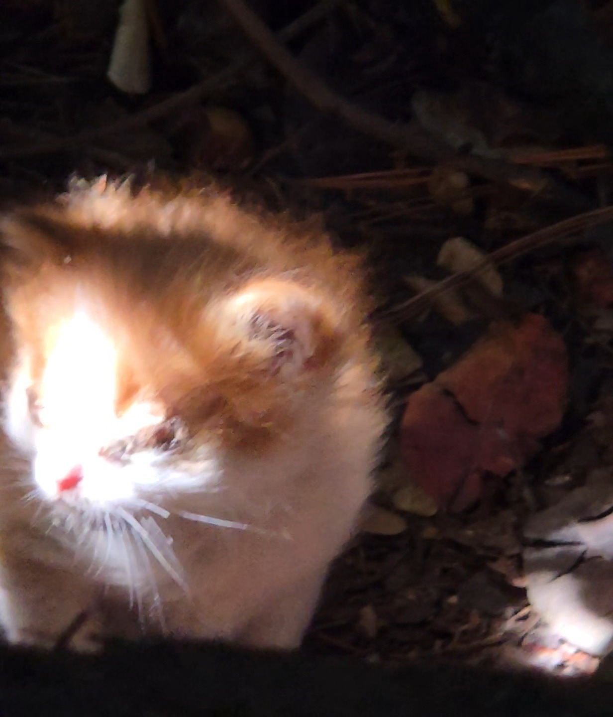 Gatitos de la calle campaign photo, 7 of 8