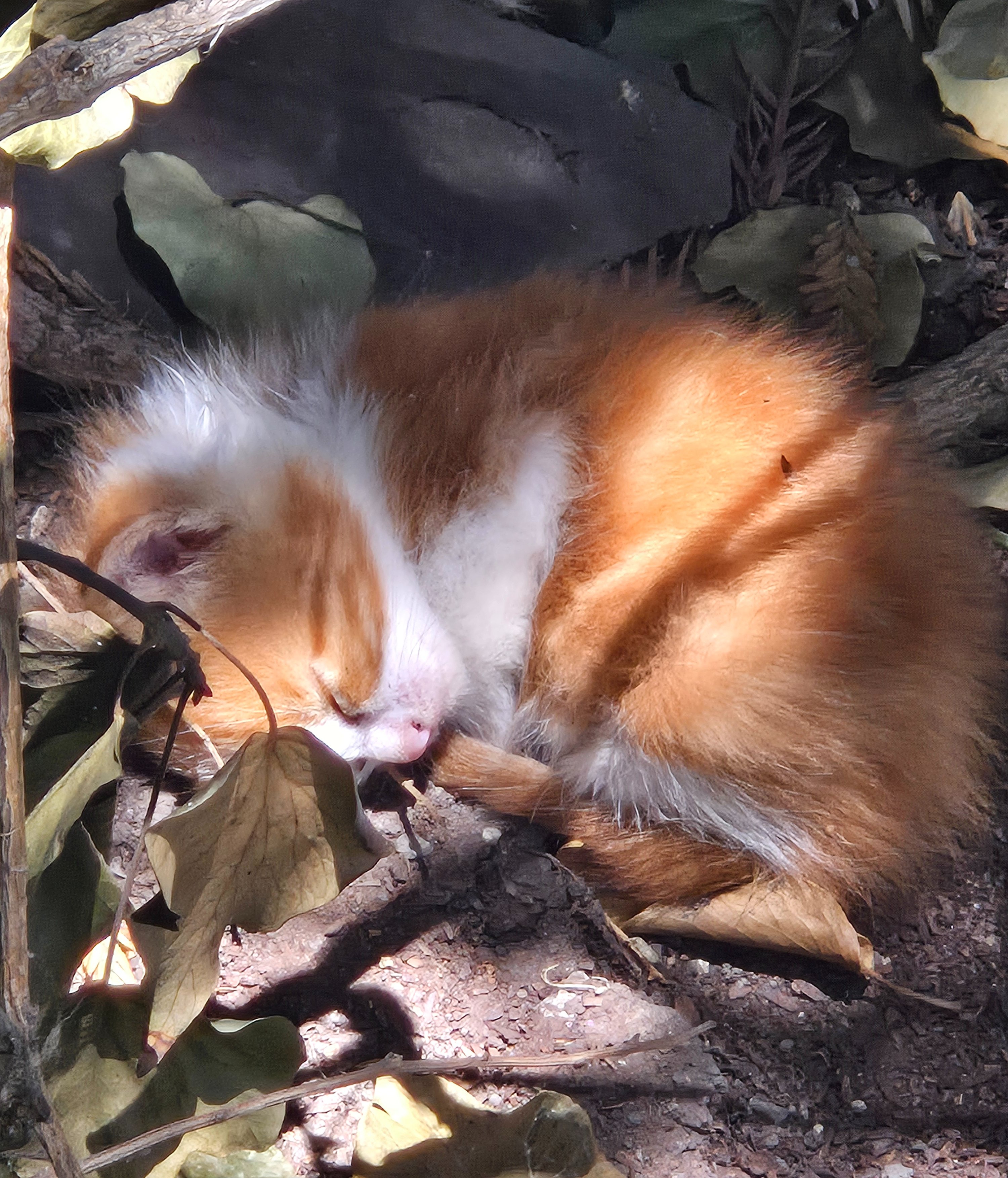 Gatitos de la calle campaign photo, 2 of 8