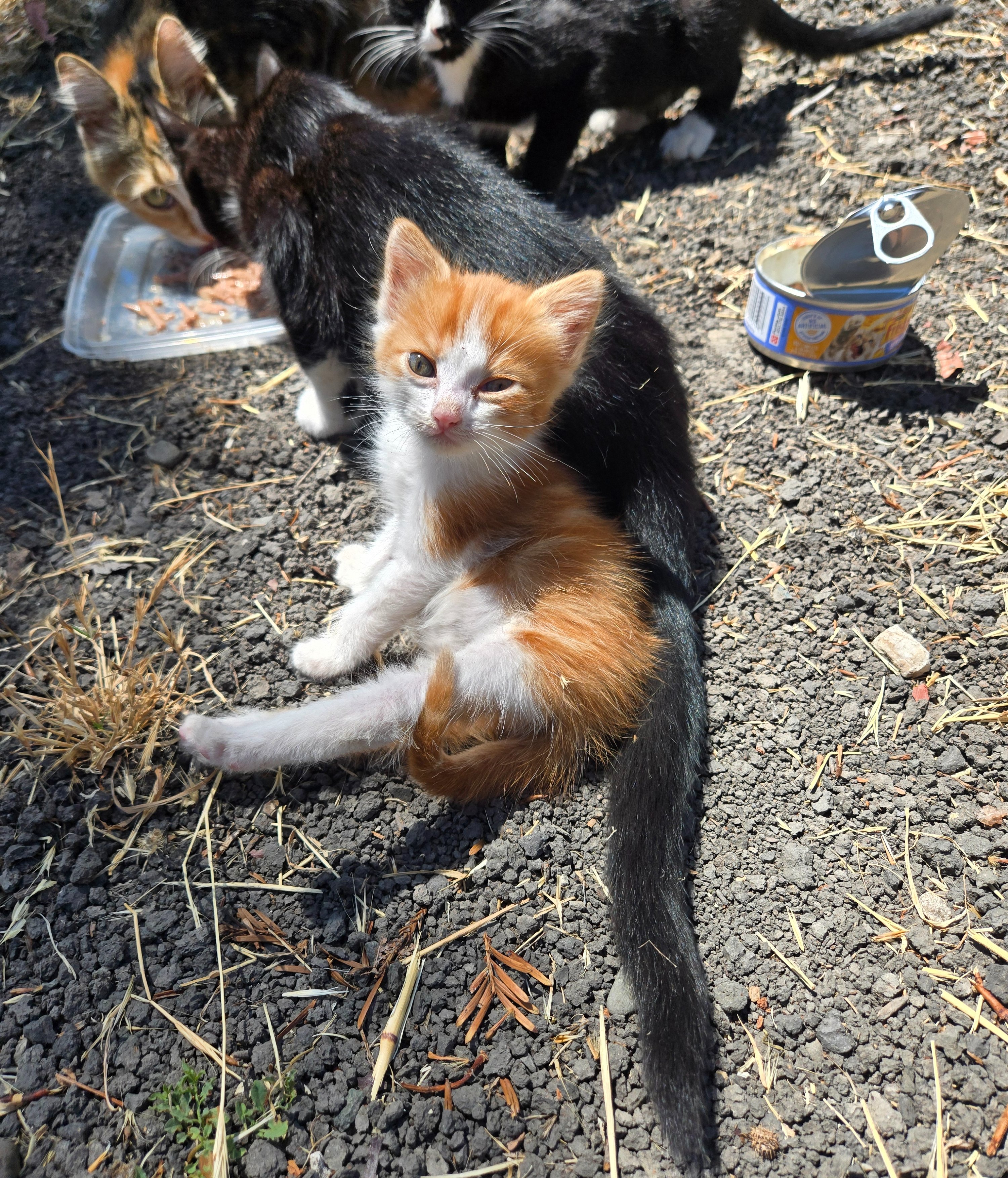 Gatitos de la calle campaign photo, 4 of 8