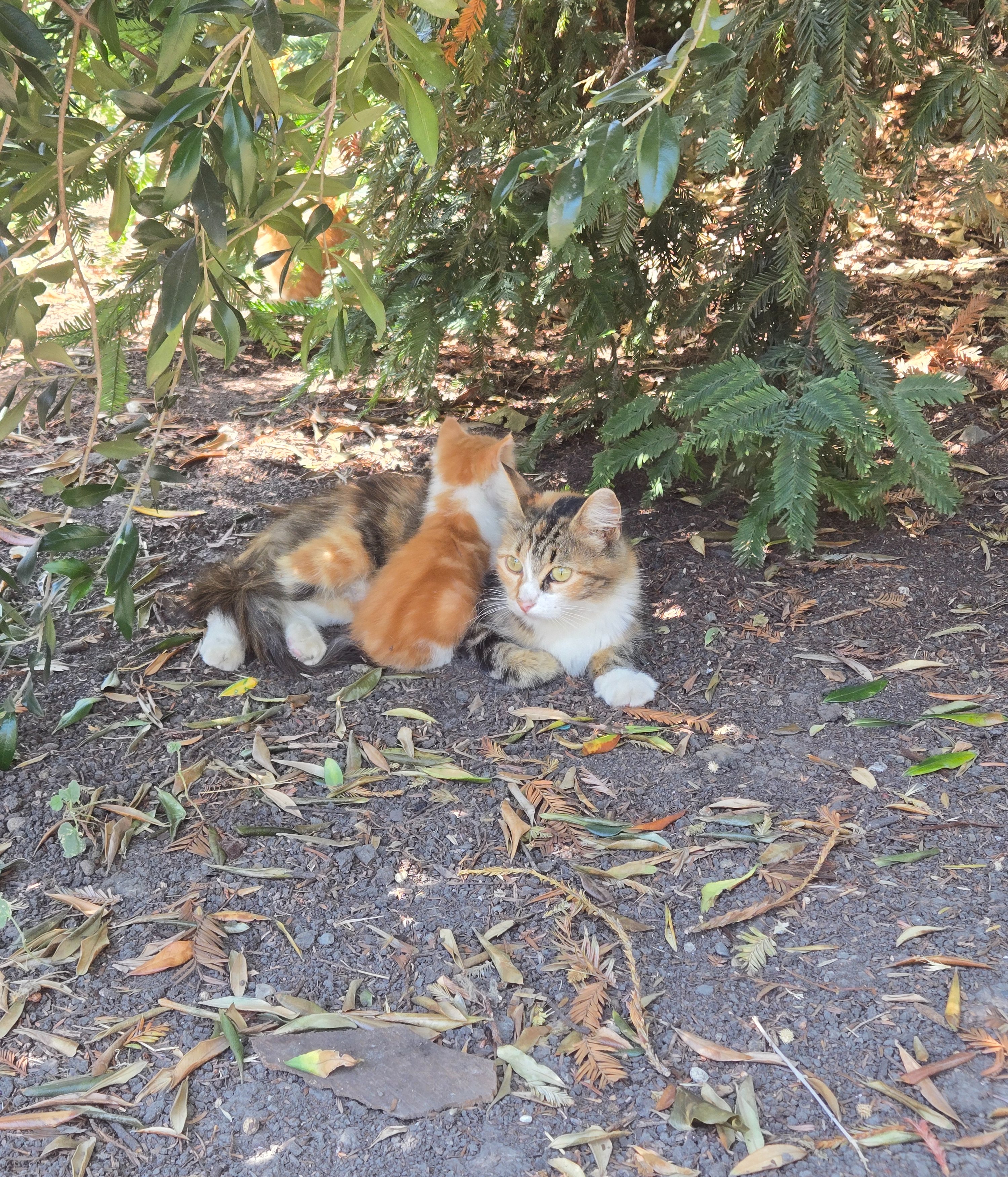 Gatitos de la calle campaign photo, 5 of 8