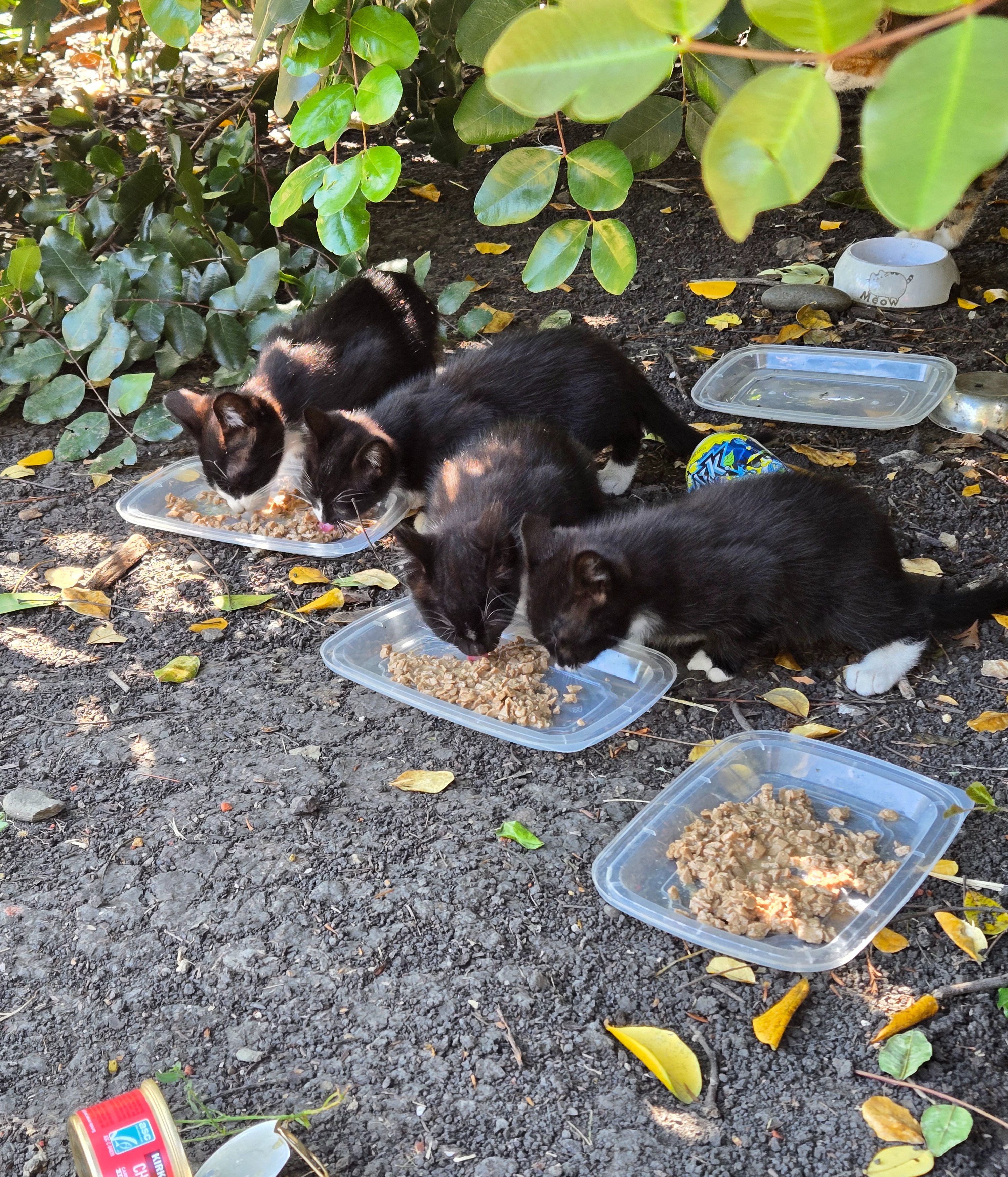 Gatitos de la calle campaign photo, 6 of 8