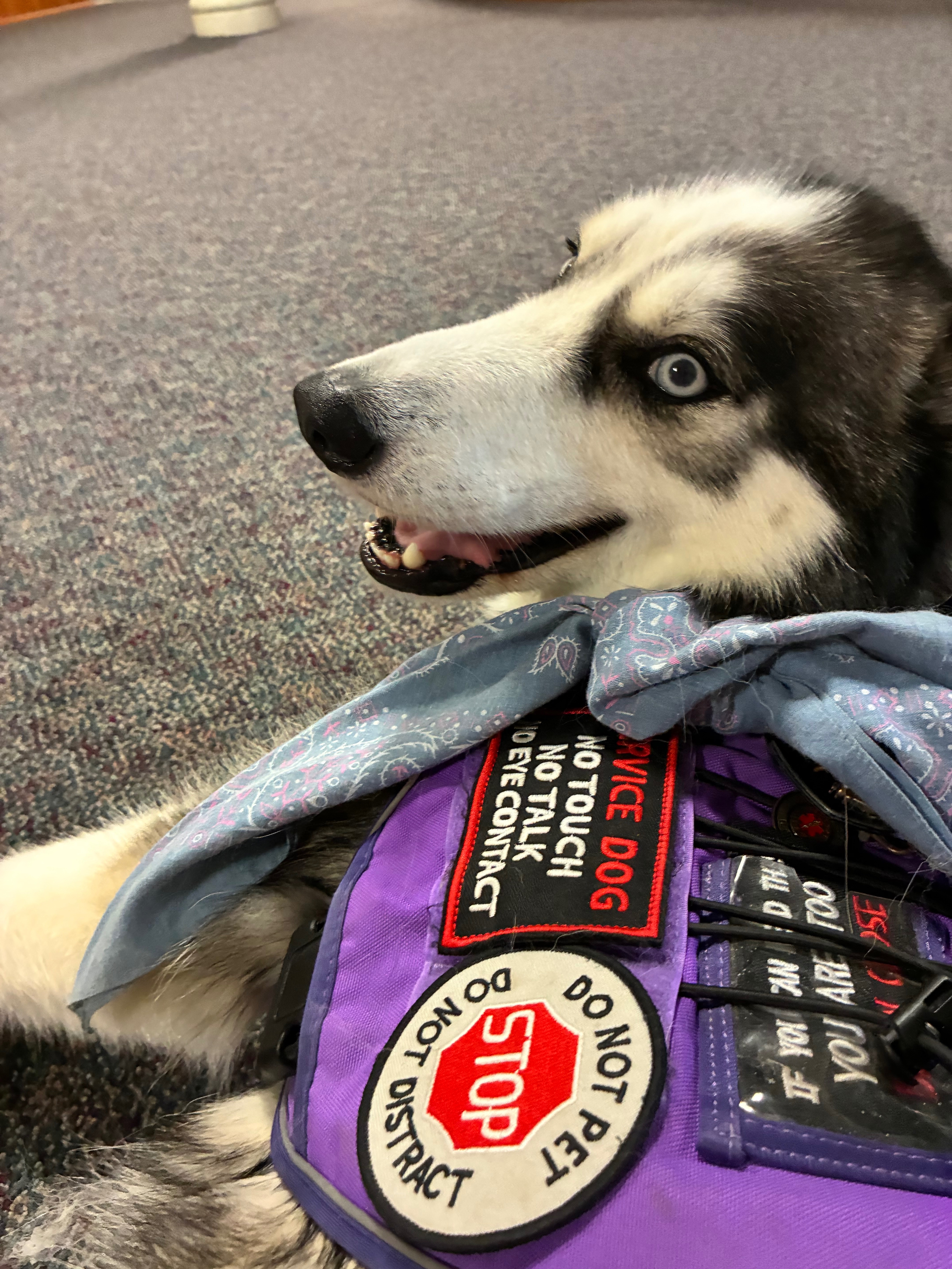 Help Kailie Continue Her Journey with a New Service Dog campaign photo, 4 of 8
