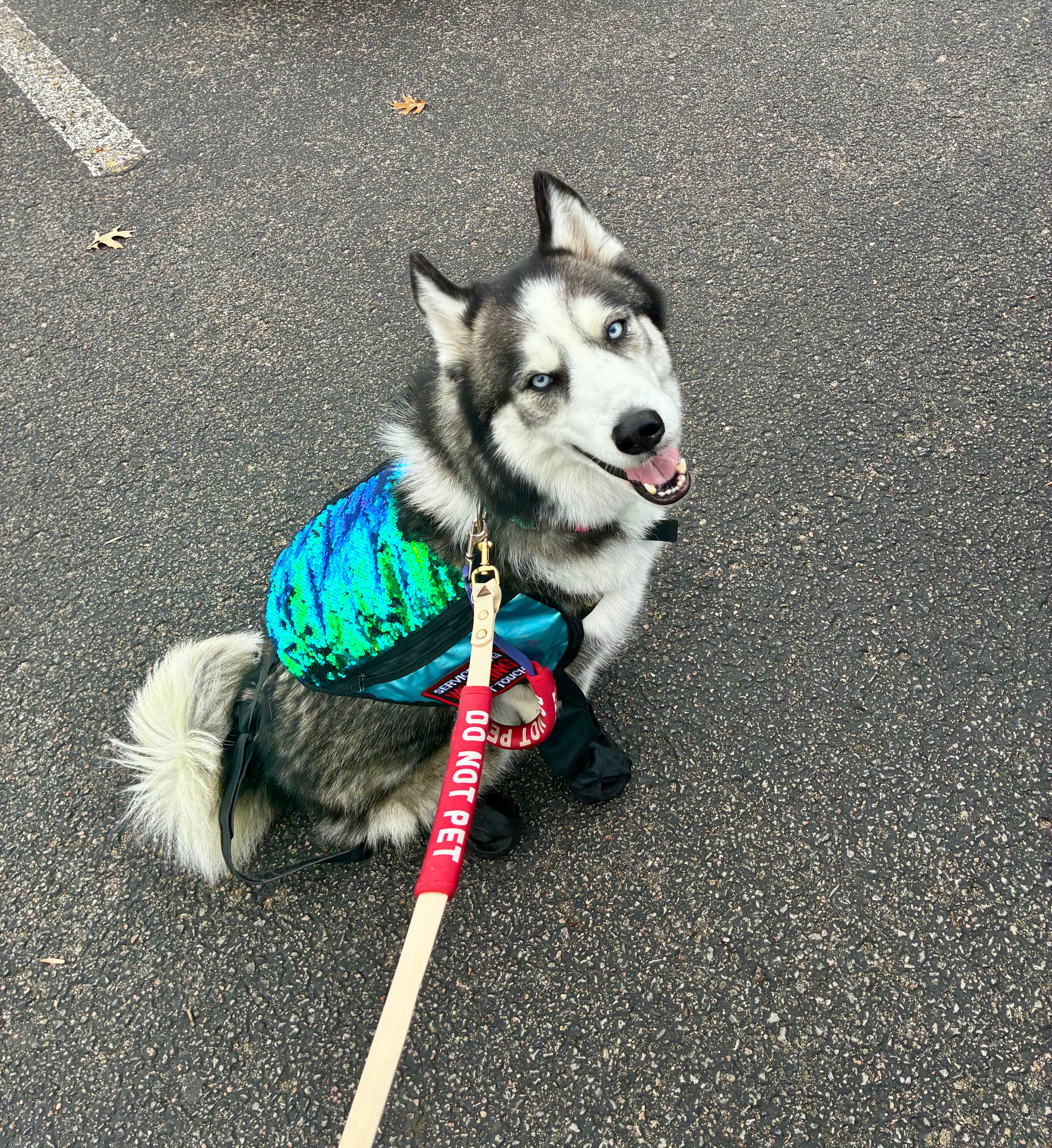 Help Kailie Continue Her Journey with a New Service Dog campaign photo, 5 of 8