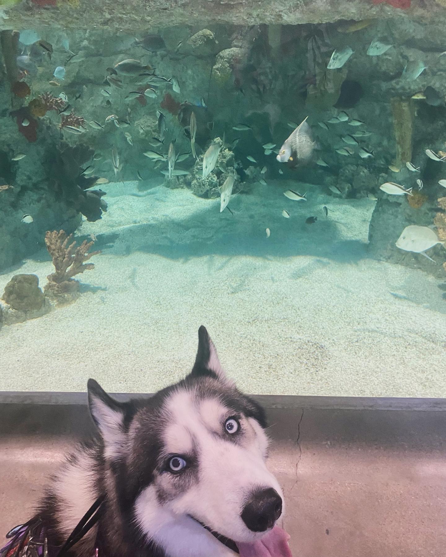 Help Kailie Continue Her Journey with a New Service Dog campaign photo, 6 of 8