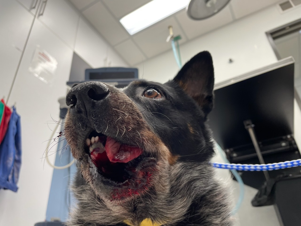 Support Ninja's Jaw Reconstruction campaign photo, 7 of 8