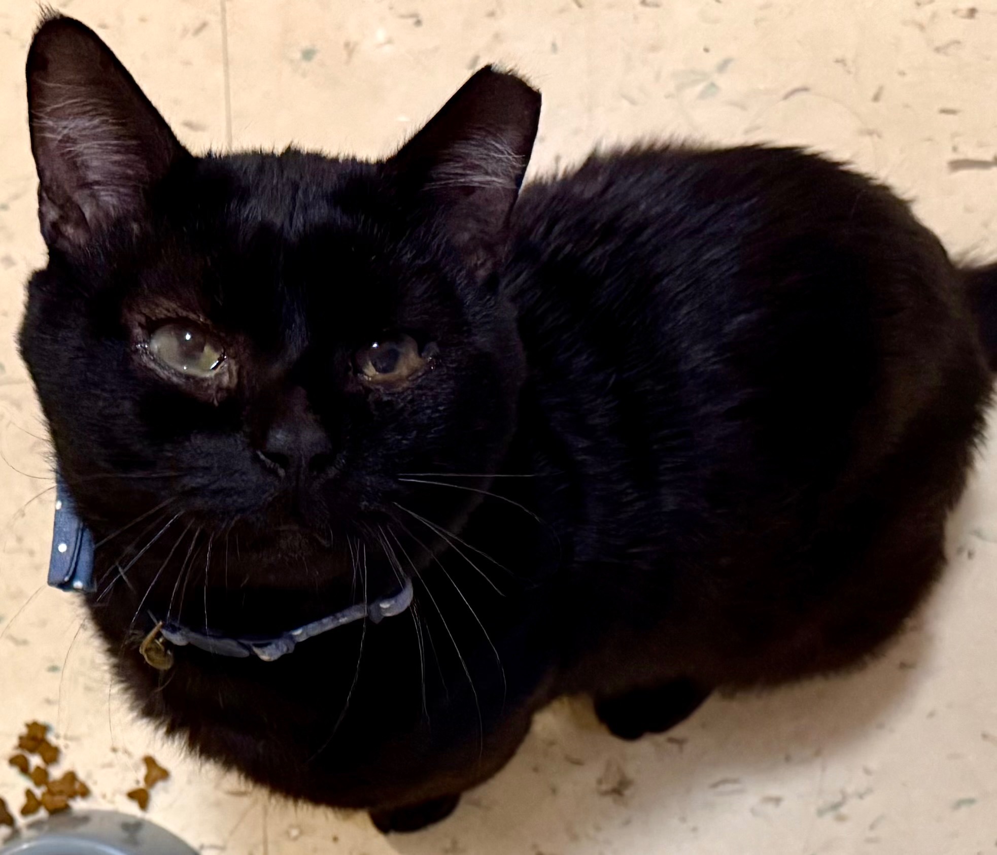 From Dumpster to Dream Life — Help My Cat Heal! campaign photo, 6 of 7