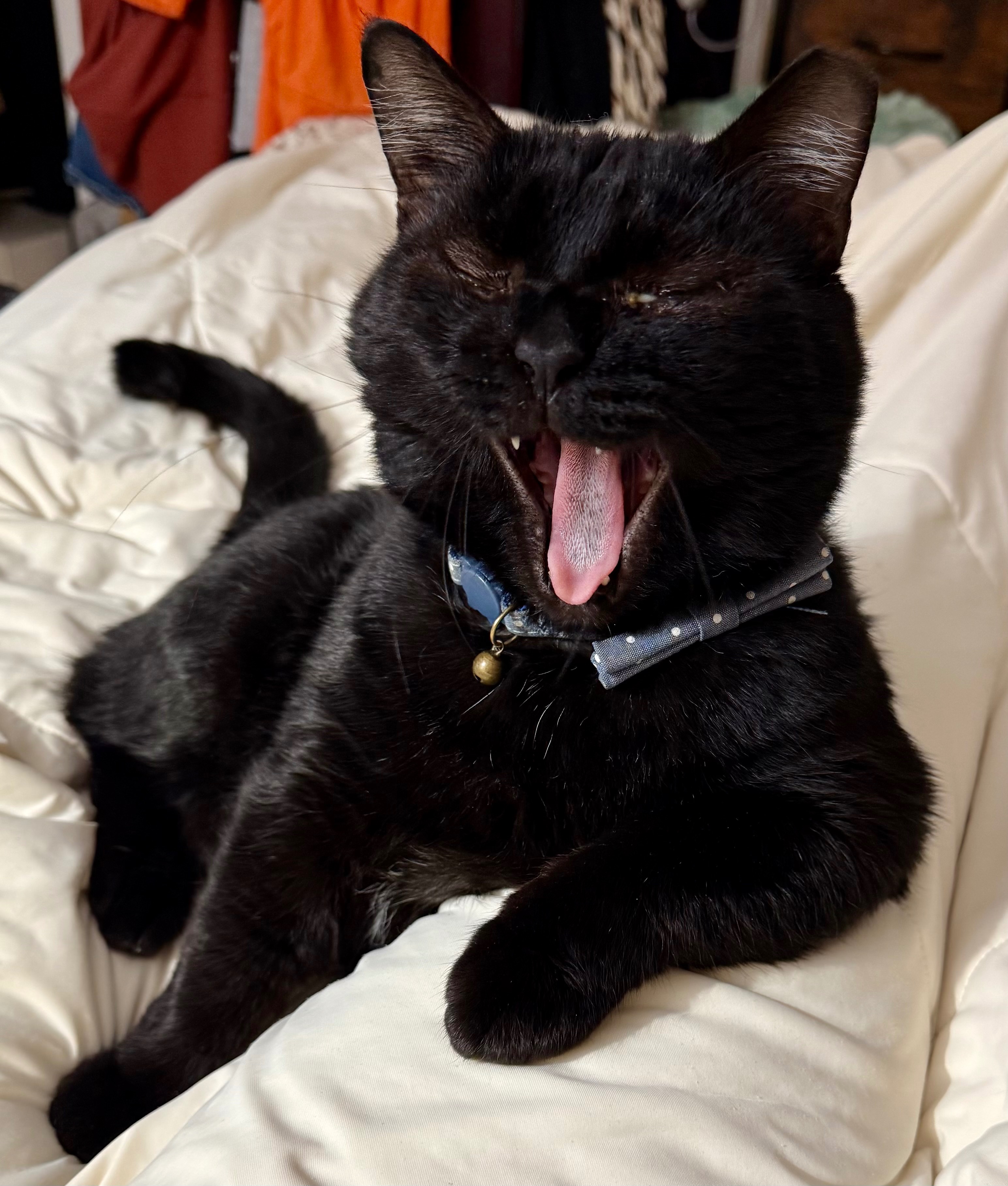 From Dumpster to Dream Life — Help My Cat Heal! campaign photo, 2 of 7