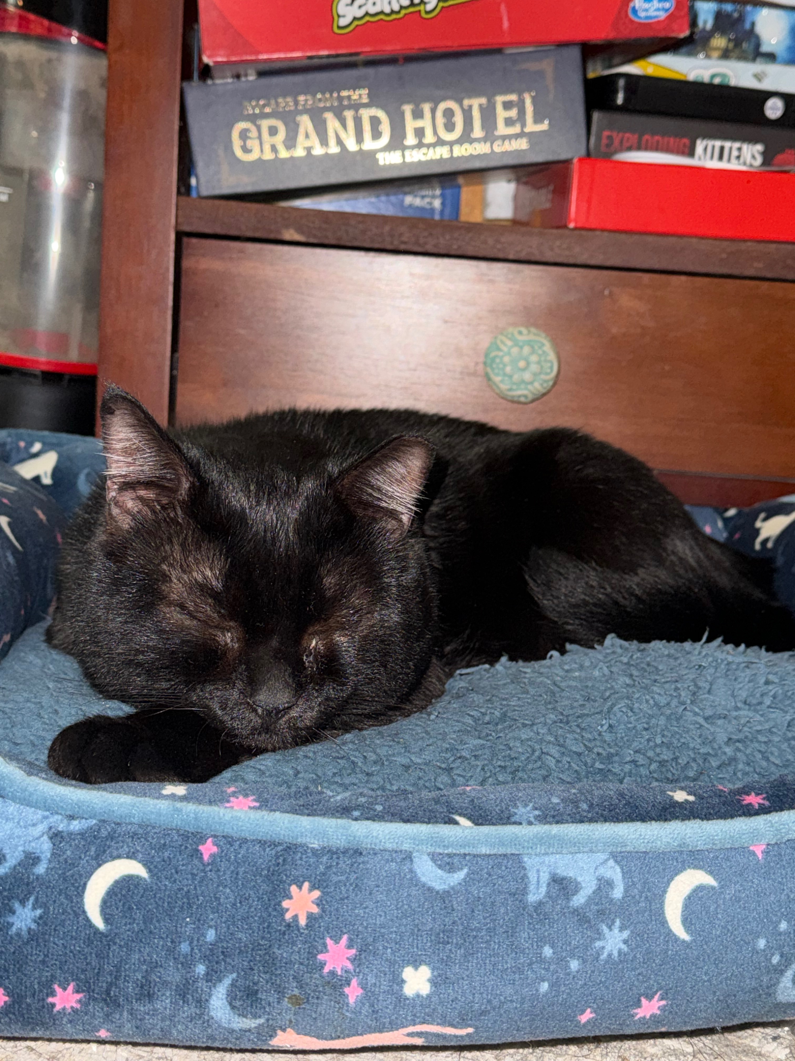 From Dumpster to Dream Life — Help My Cat Heal! campaign photo, 4 of 7