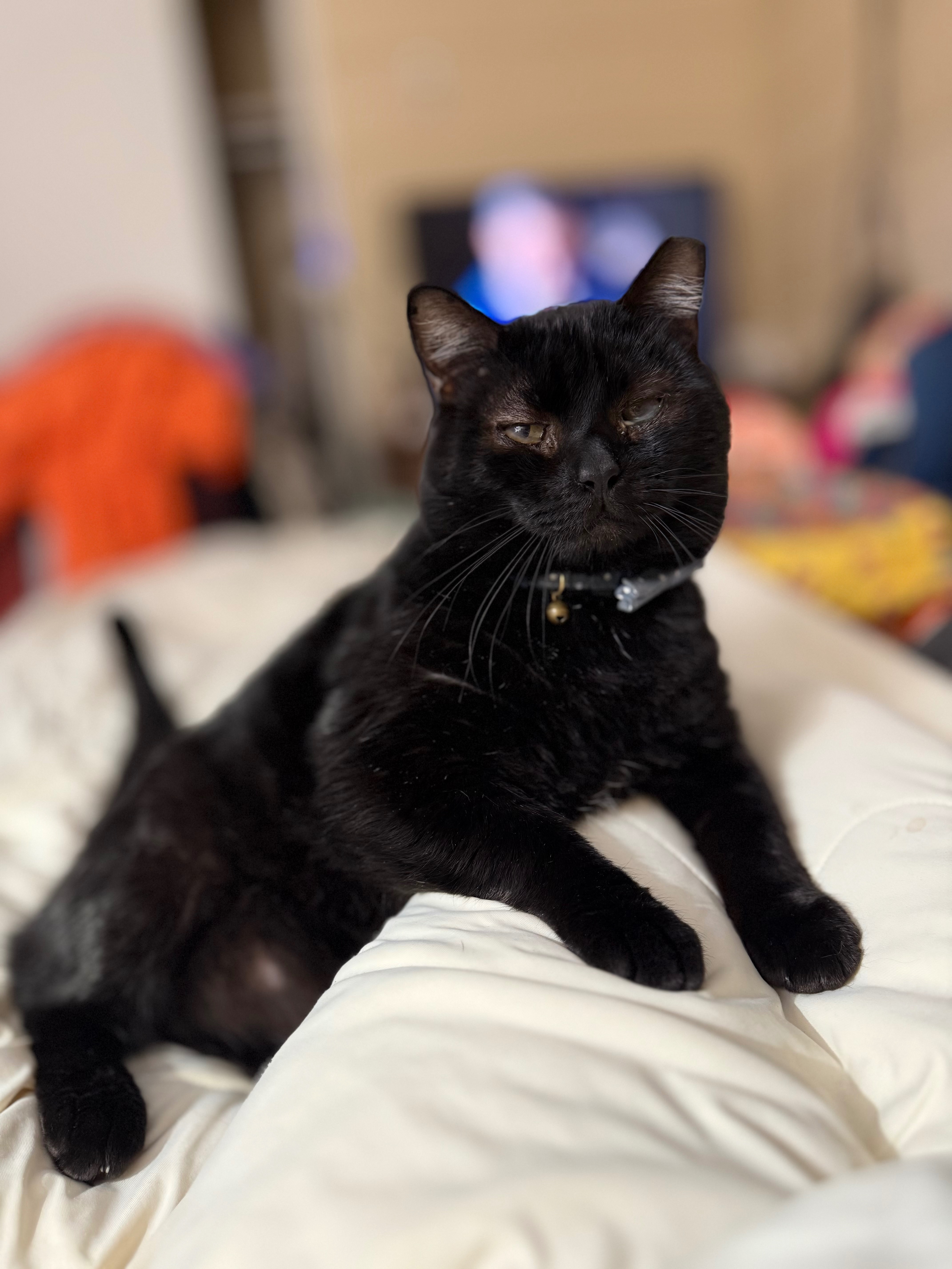 From Dumpster to Dream Life — Help My Cat Heal! campaign photo, 5 of 7