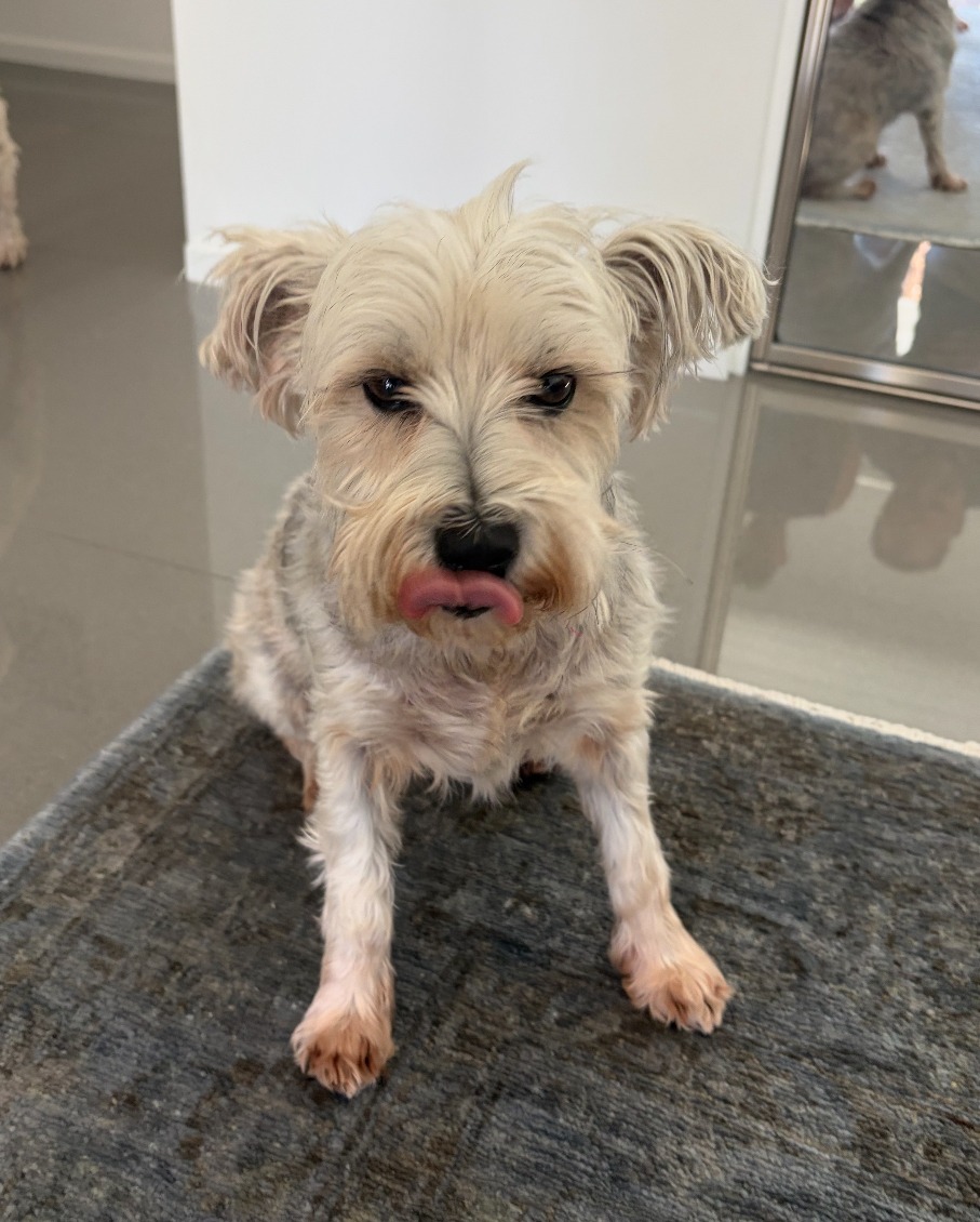 Help Hunter and Scout Get Vital Dental Surgery campaign photo, 2 of 6