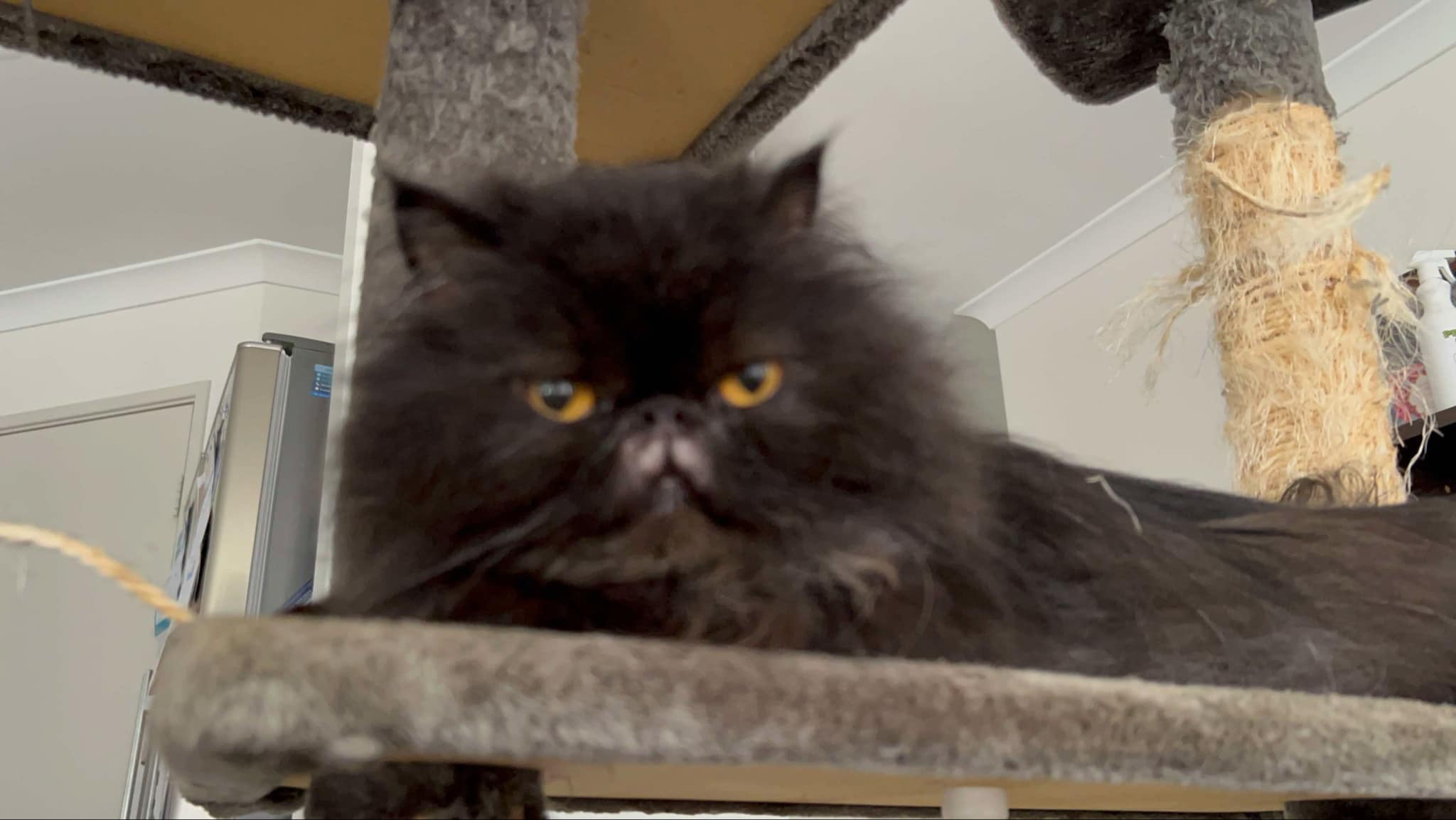 My beautiful boy Blacky needs ear surgery campaign photo, 5 of 6