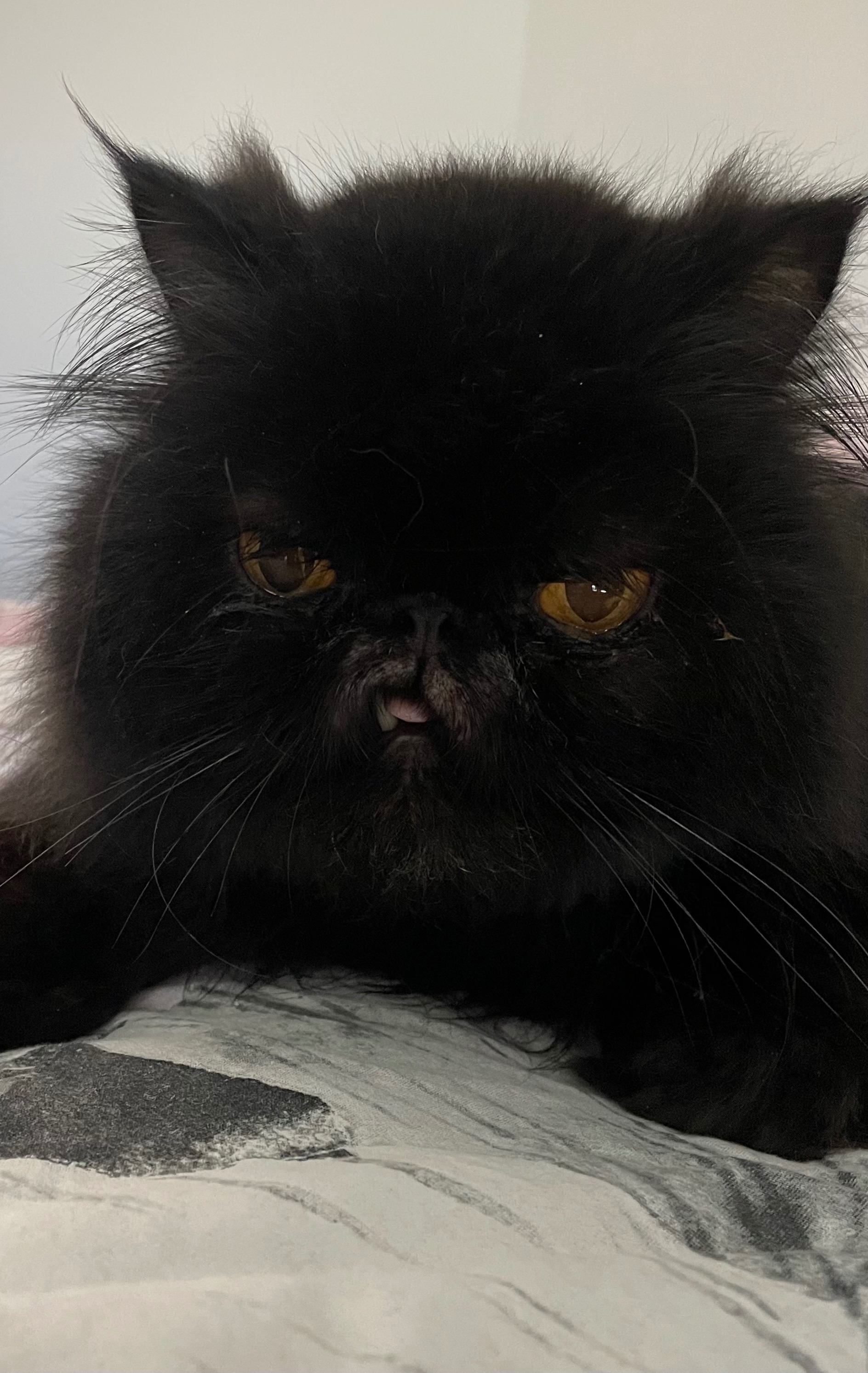 My beautiful boy Blacky needs ear surgery campaign photo, 2 of 6