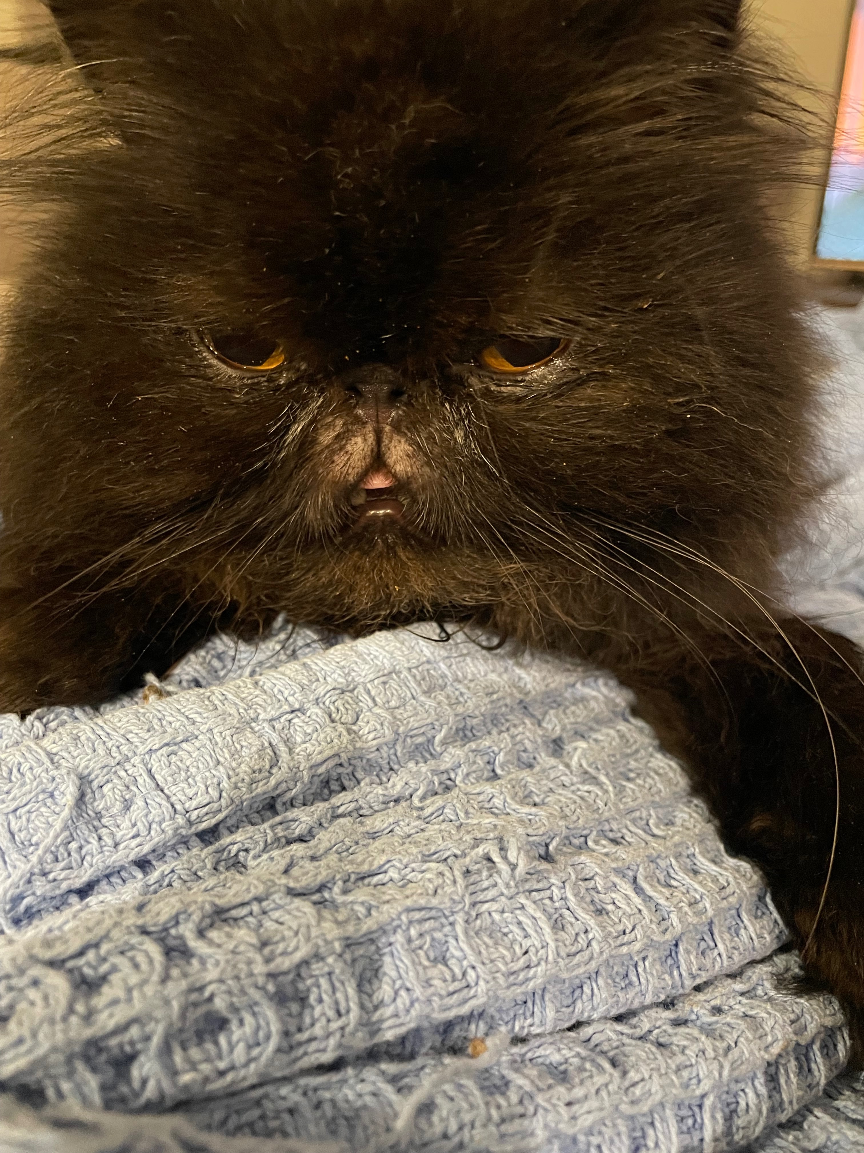 My beautiful boy Blacky needs ear surgery campaign photo, 4 of 6
