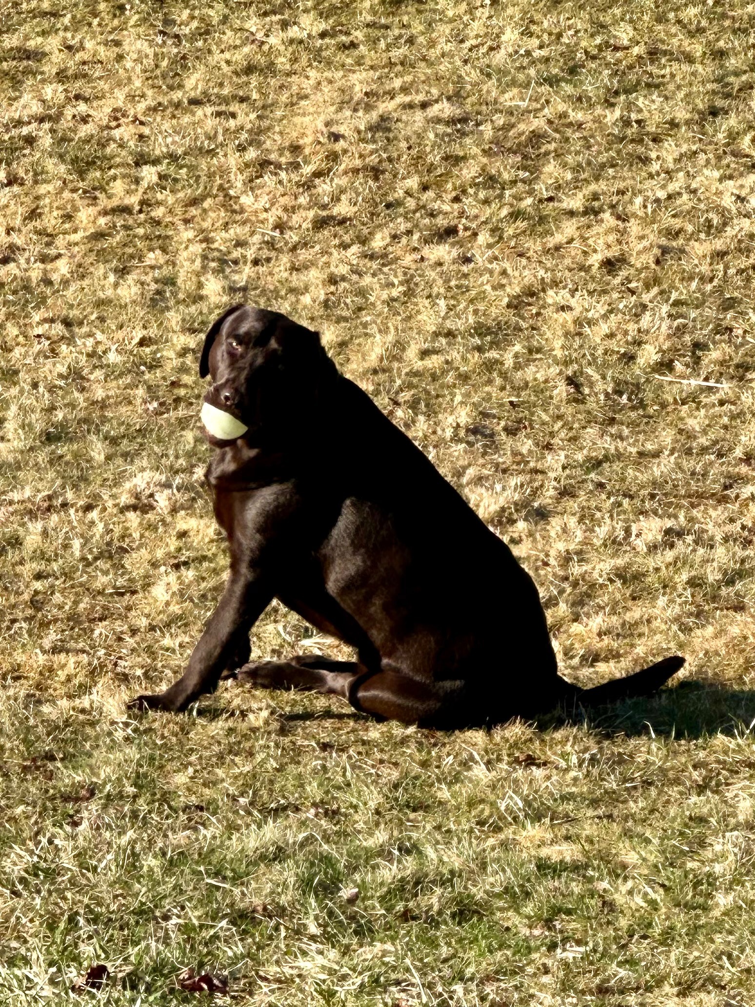 Give Gracie a Pain-Free Life: Surgery Fund campaign photo, 7 of 8