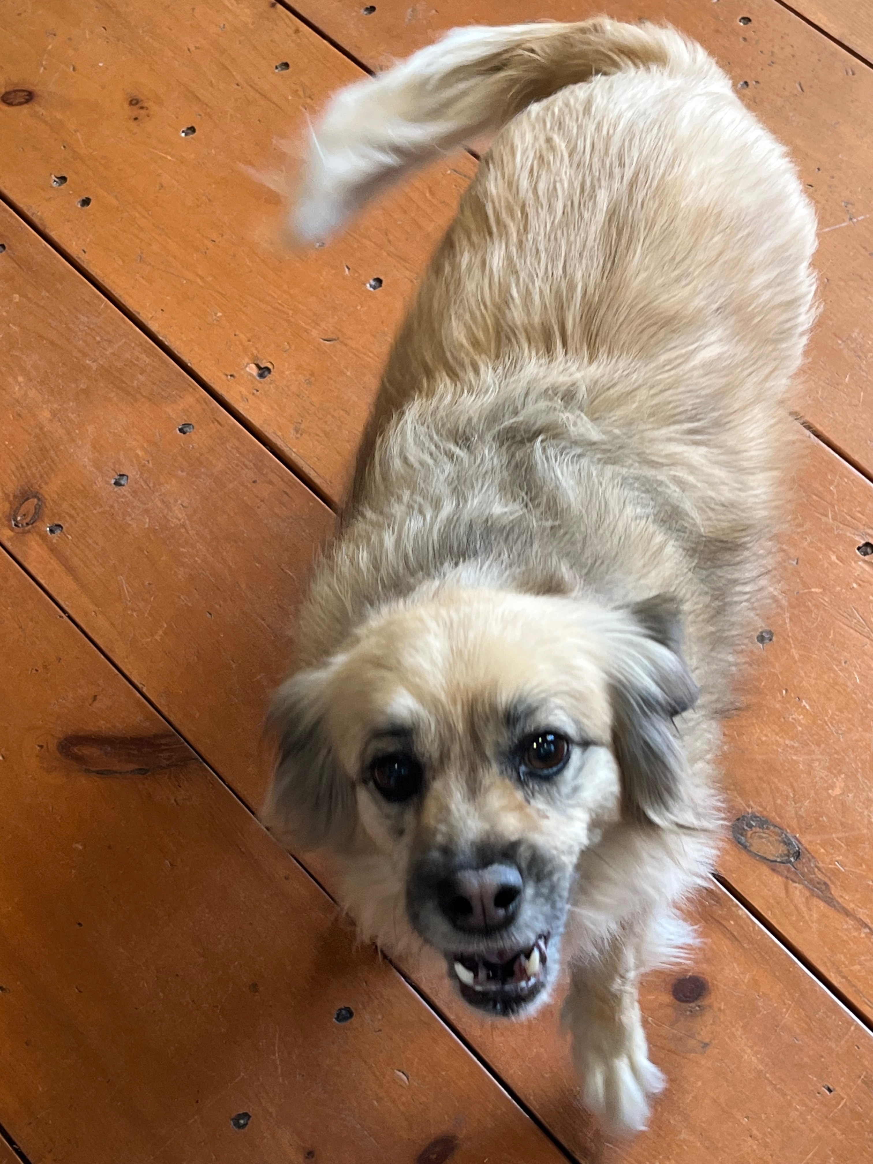 Urgent Help for Friend's Medical and Pet Care campaign photo, 2 of 4