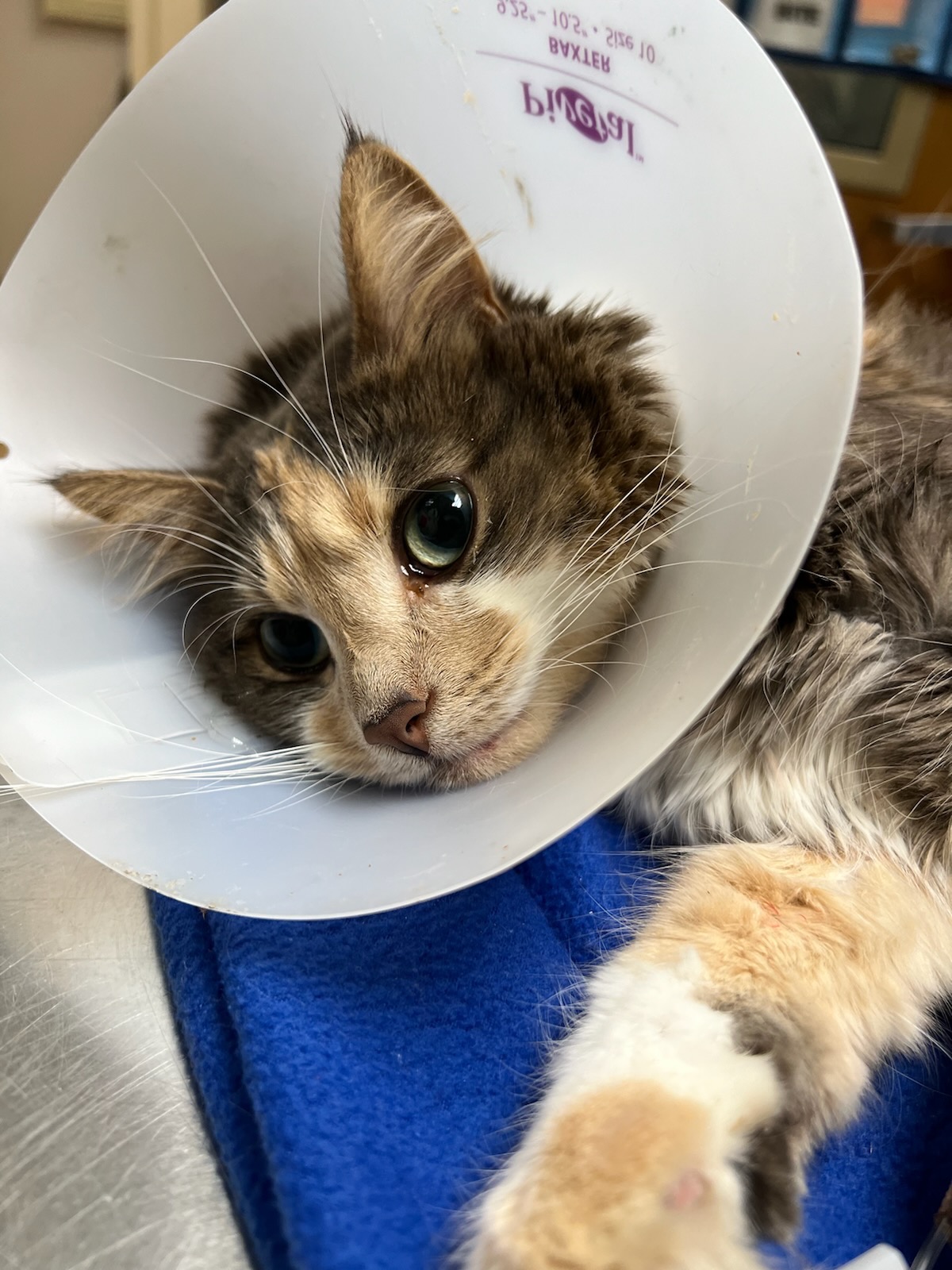 Support Indy’s Emergency Vet Care Costs campaign photo, 7 of 8