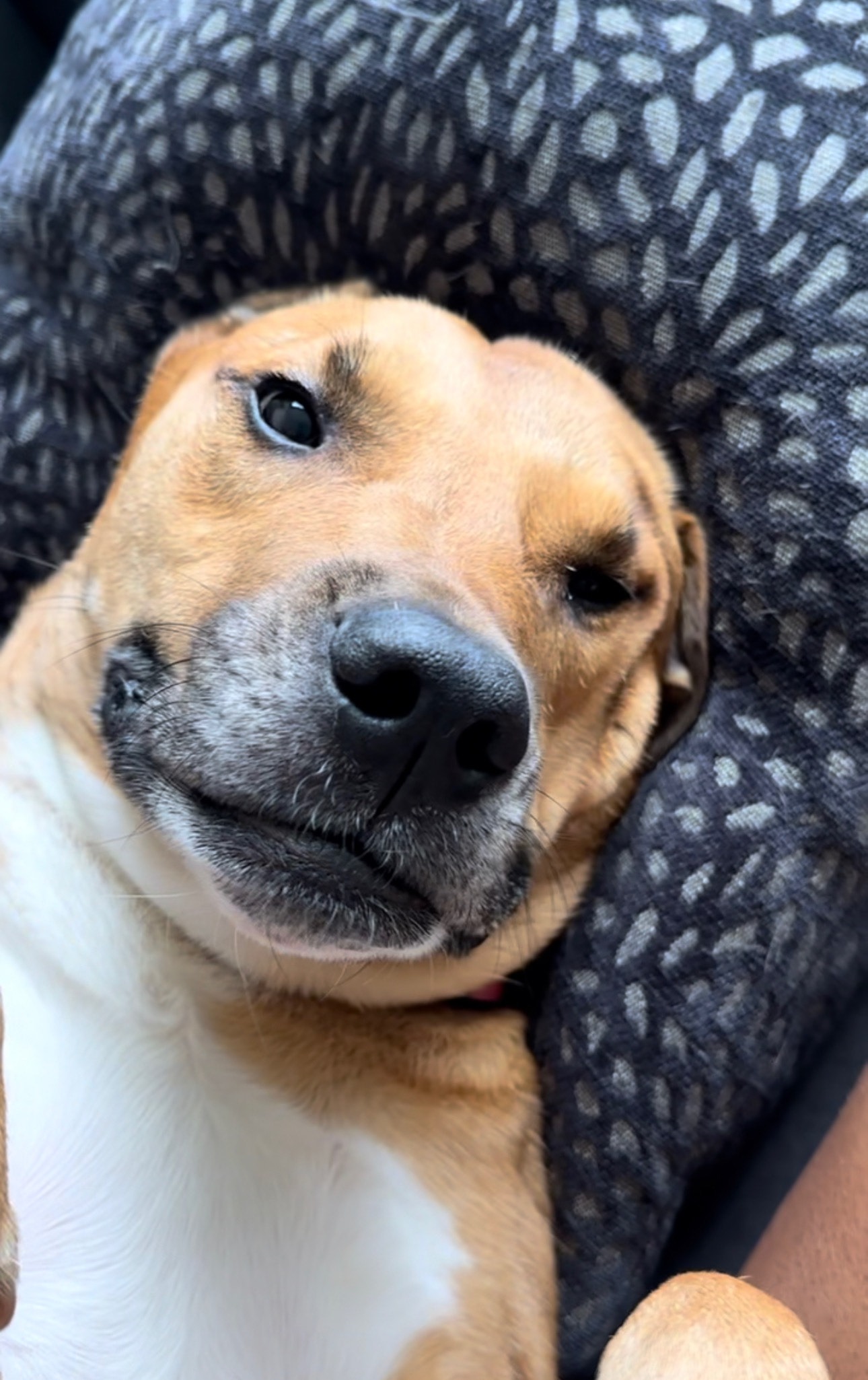 Help save Athena: My sweet dog is asking for your support campaign photo, 7 of 8