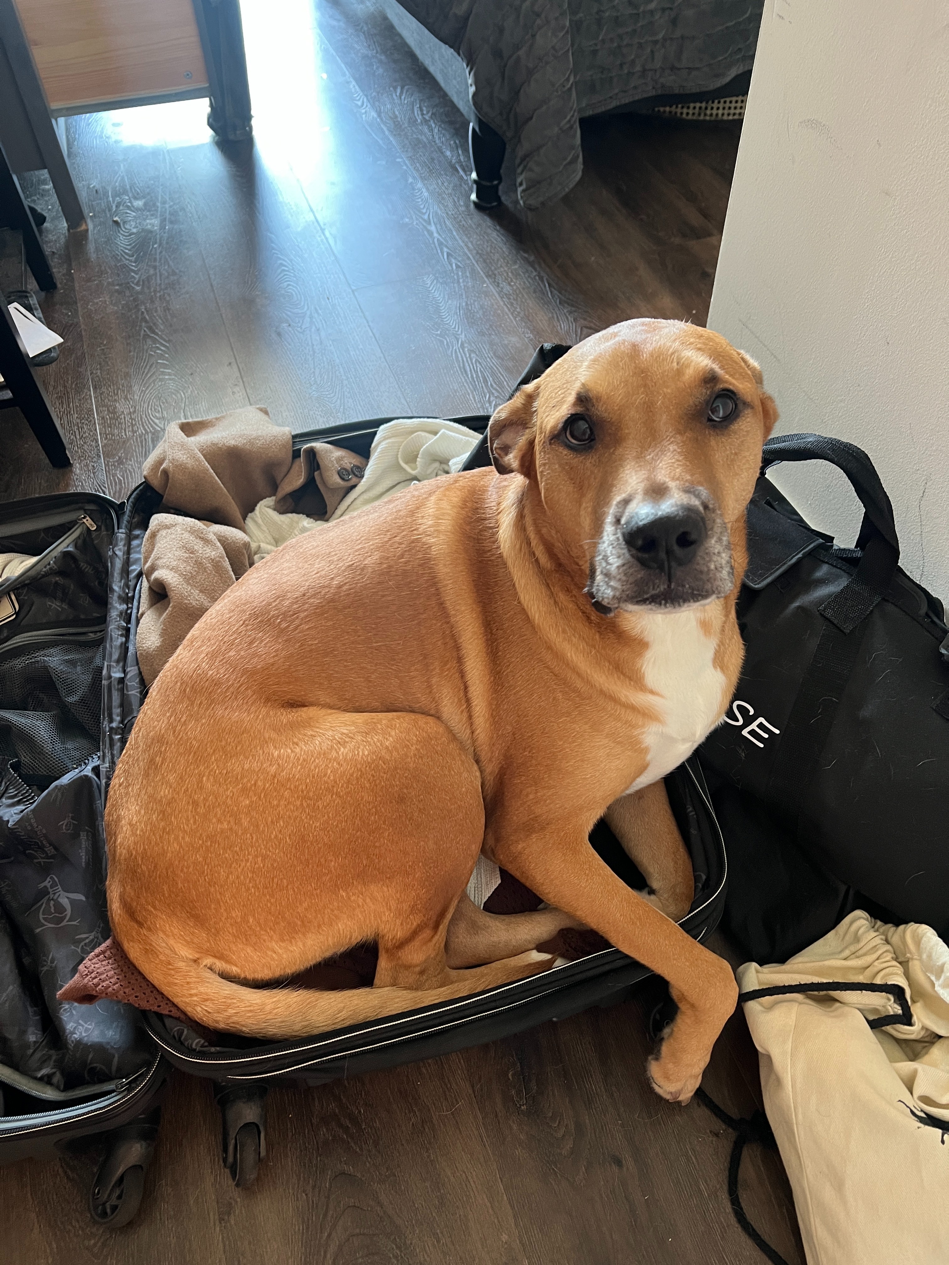 Help save Athena: My sweet dog is asking for your support campaign photo, 2 of 8