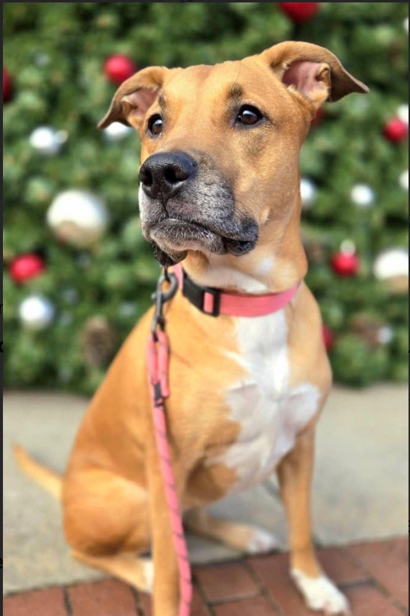 Help save Athena: My sweet dog is asking for your support campaign photo, 4 of 8
