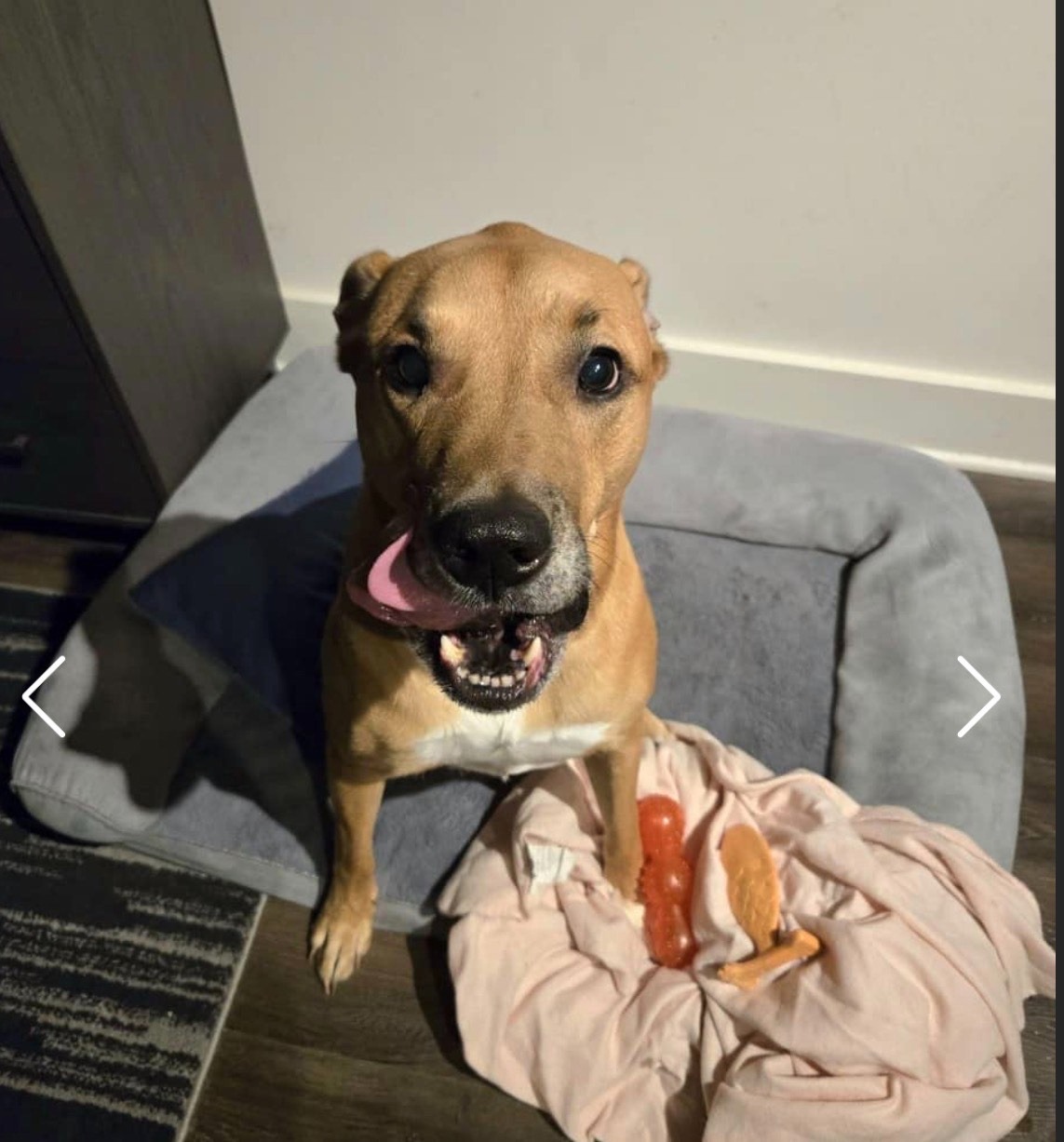 Help save Athena: My sweet dog is asking for your support campaign photo, 5 of 8
