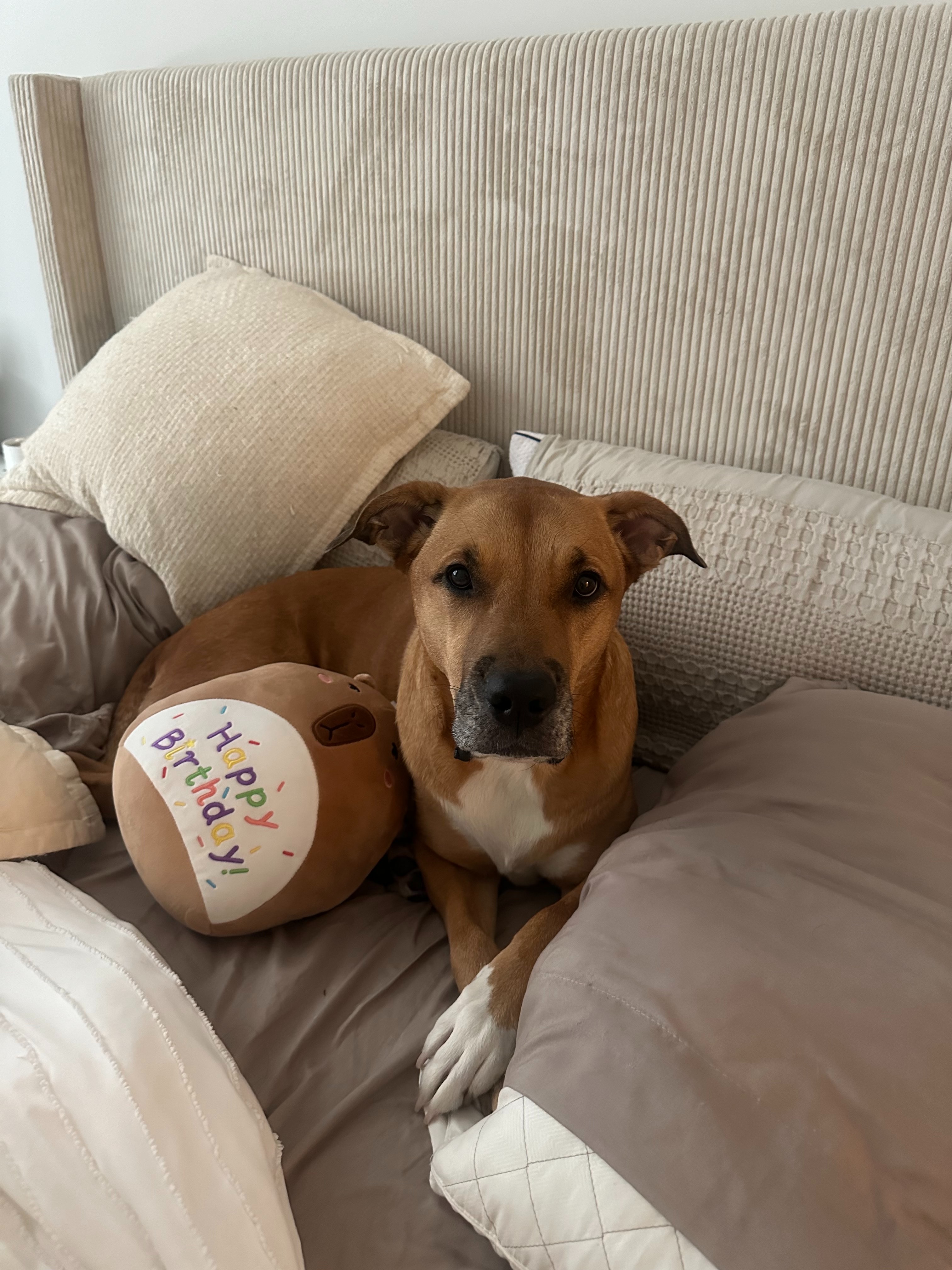Help save Athena: My sweet dog is asking for your support campaign photo, 6 of 8