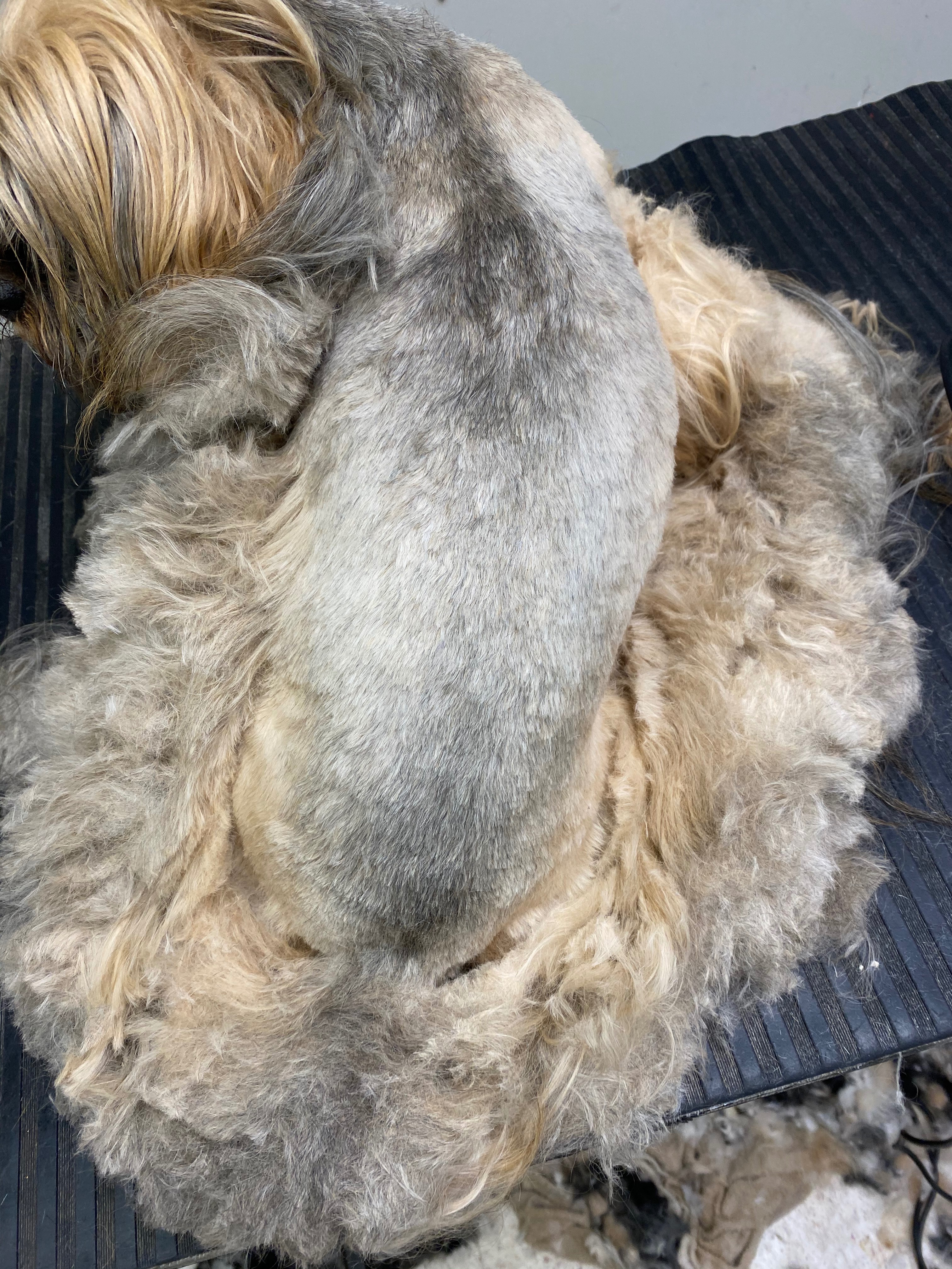 Support Pawl Simon's Birthday Wish for Pets campaign photo, 6 of 8